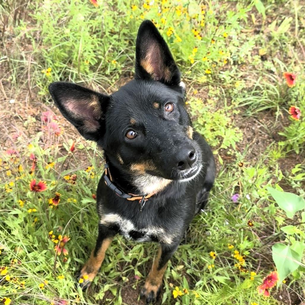 Enlarge Olive, a Adoptable mixed breed in Buchanan Dam, TX image 4/4