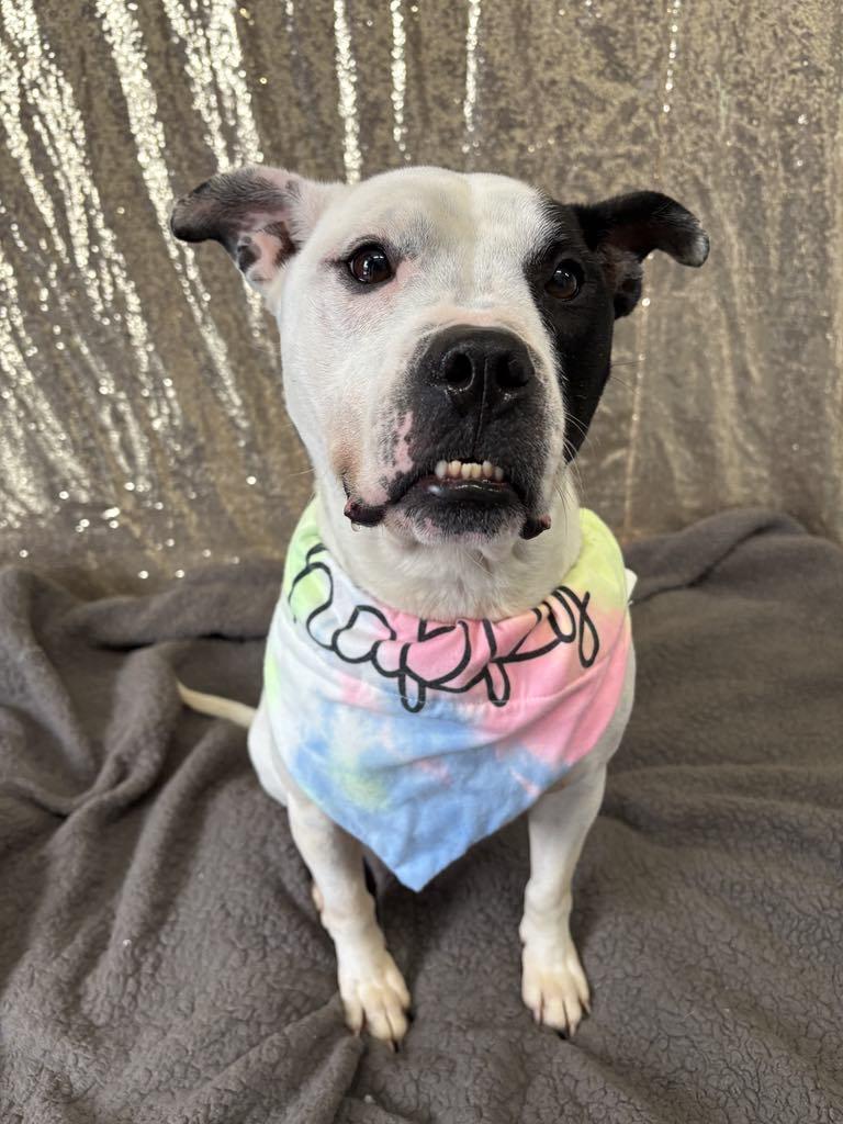 Ziggy, Adoptable, Adult Male Australian Cattle Dog / Blue Heeler & English Bulldog.