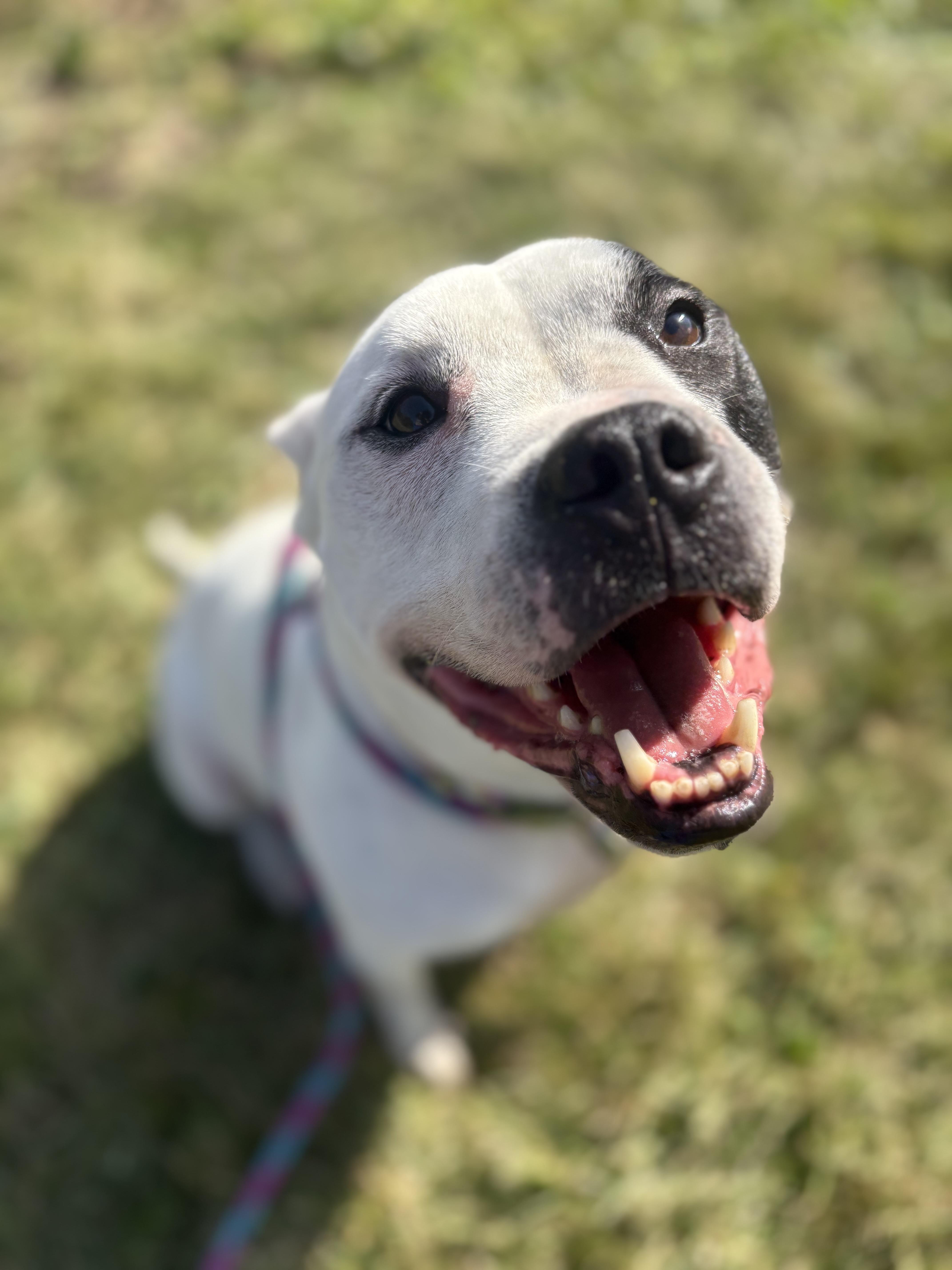 Ziggy, a Adoptable mixed breed in Kansas City, MO image 2/6