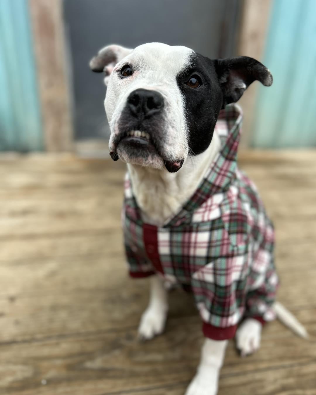 Ziggy, a Adoptable mixed breed in Kansas City, MO image 2/6