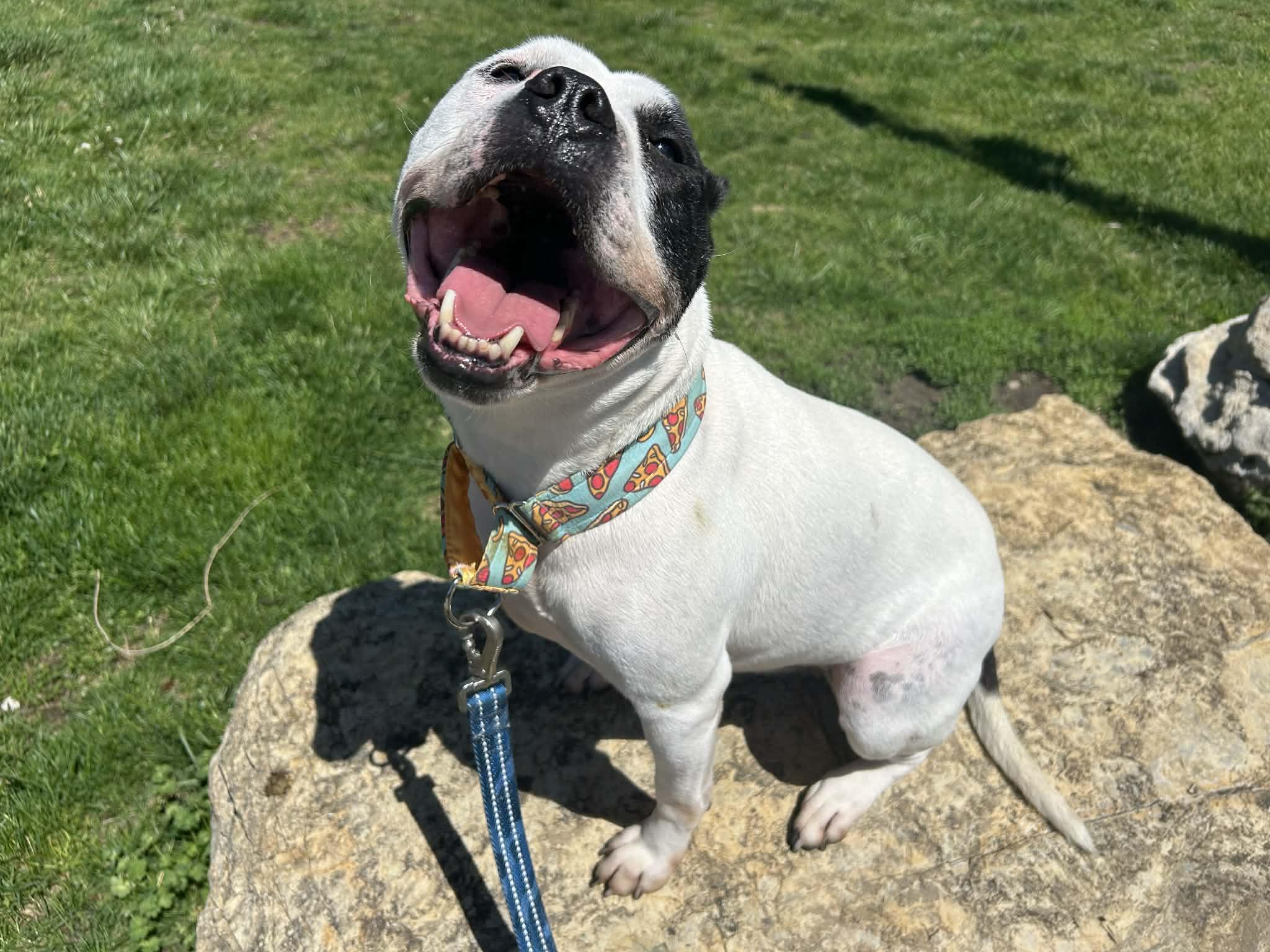 Ziggy, a Adoptable mixed breed in Kansas City, MO image 3/6