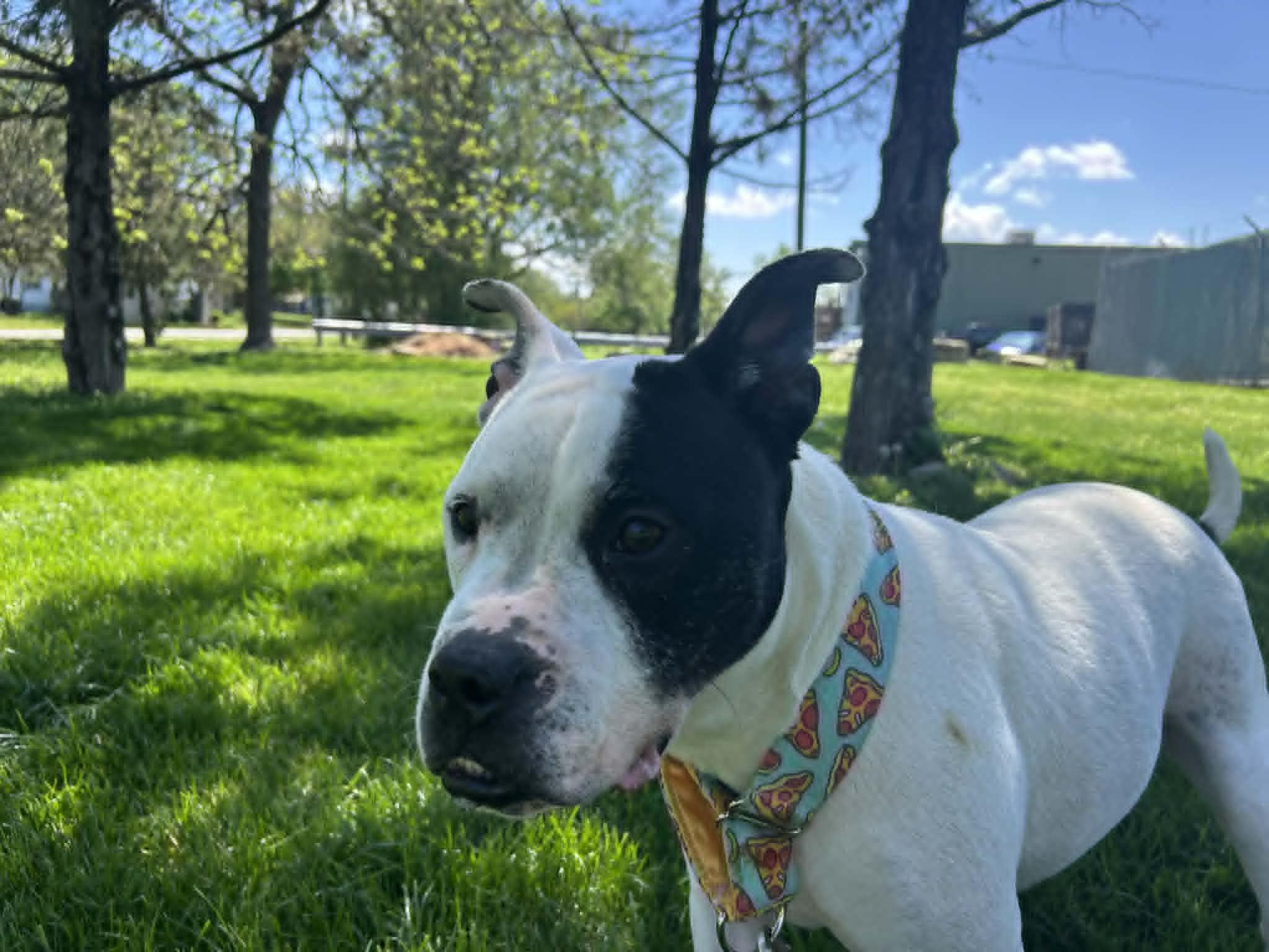 Ziggy, a Adoptable mixed breed in Kansas City, MO image 4/6