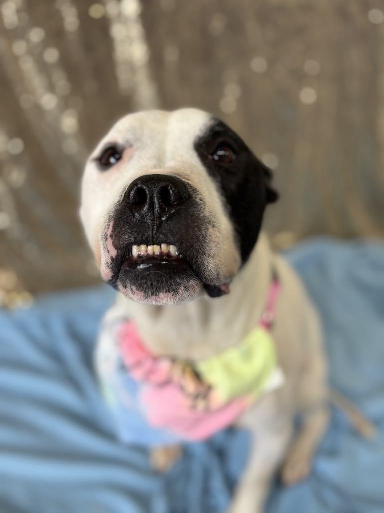 Ziggy, a Adoptable mixed breed in Kansas City, MO image 3/6