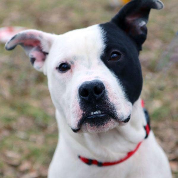 Ziggy, a Adoptable mixed breed in Kansas City, MO image 4/6