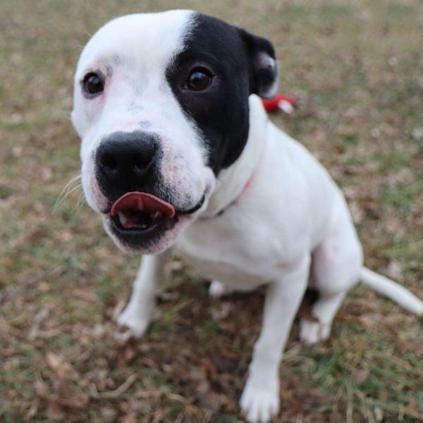 Ziggy, a Adoptable mixed breed in Kansas City, MO image 6/6