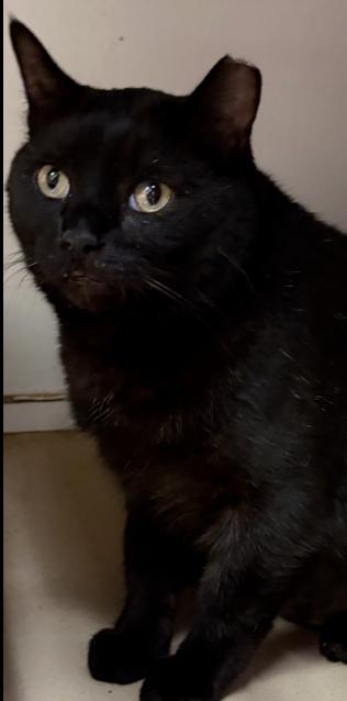 Chantelle, Adoptable, Adult Female Domestic Short Hair.