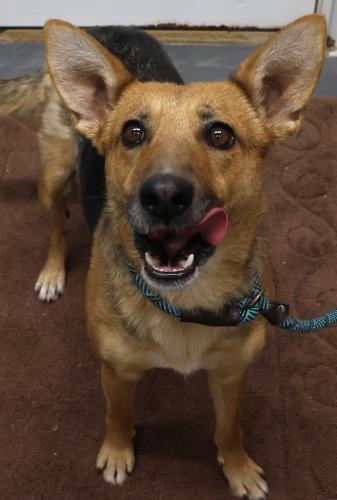 Sally, Adoptable, Adult Female Shepherd.