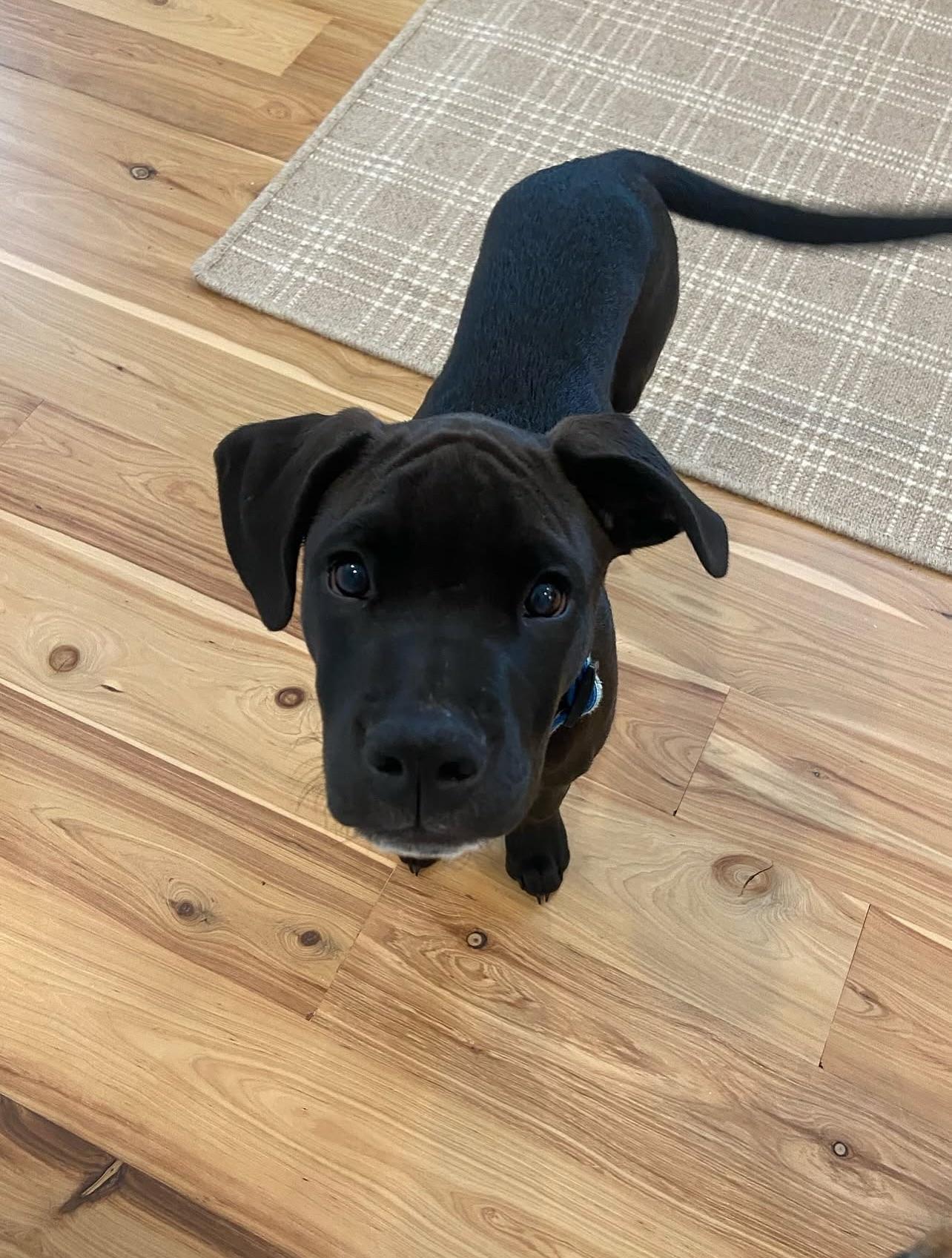 Lychee, a Adoptable mixed breed in North Charleston, SC image 3/6