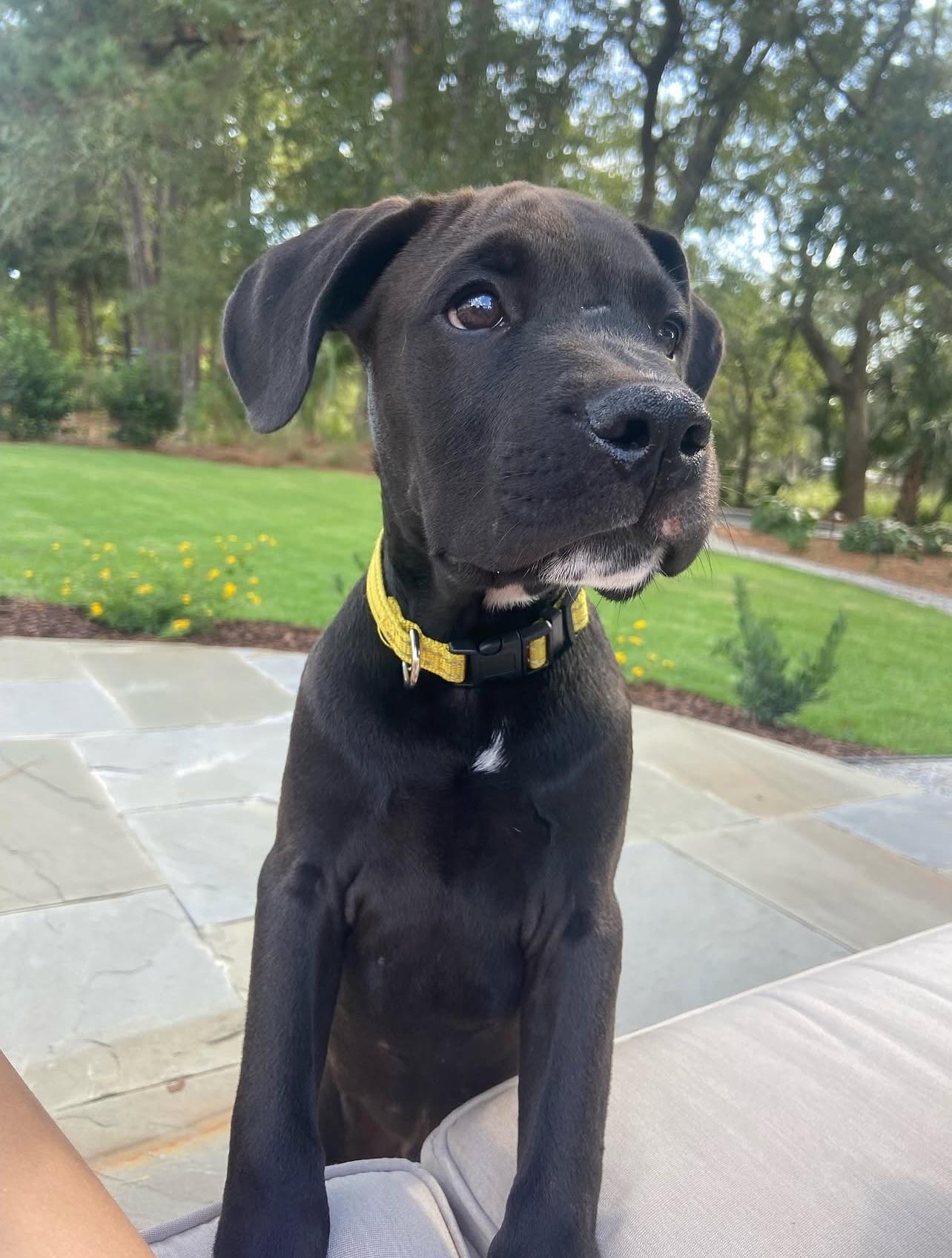 Lychee, Adoptable, Puppy Male Mixed Breed.