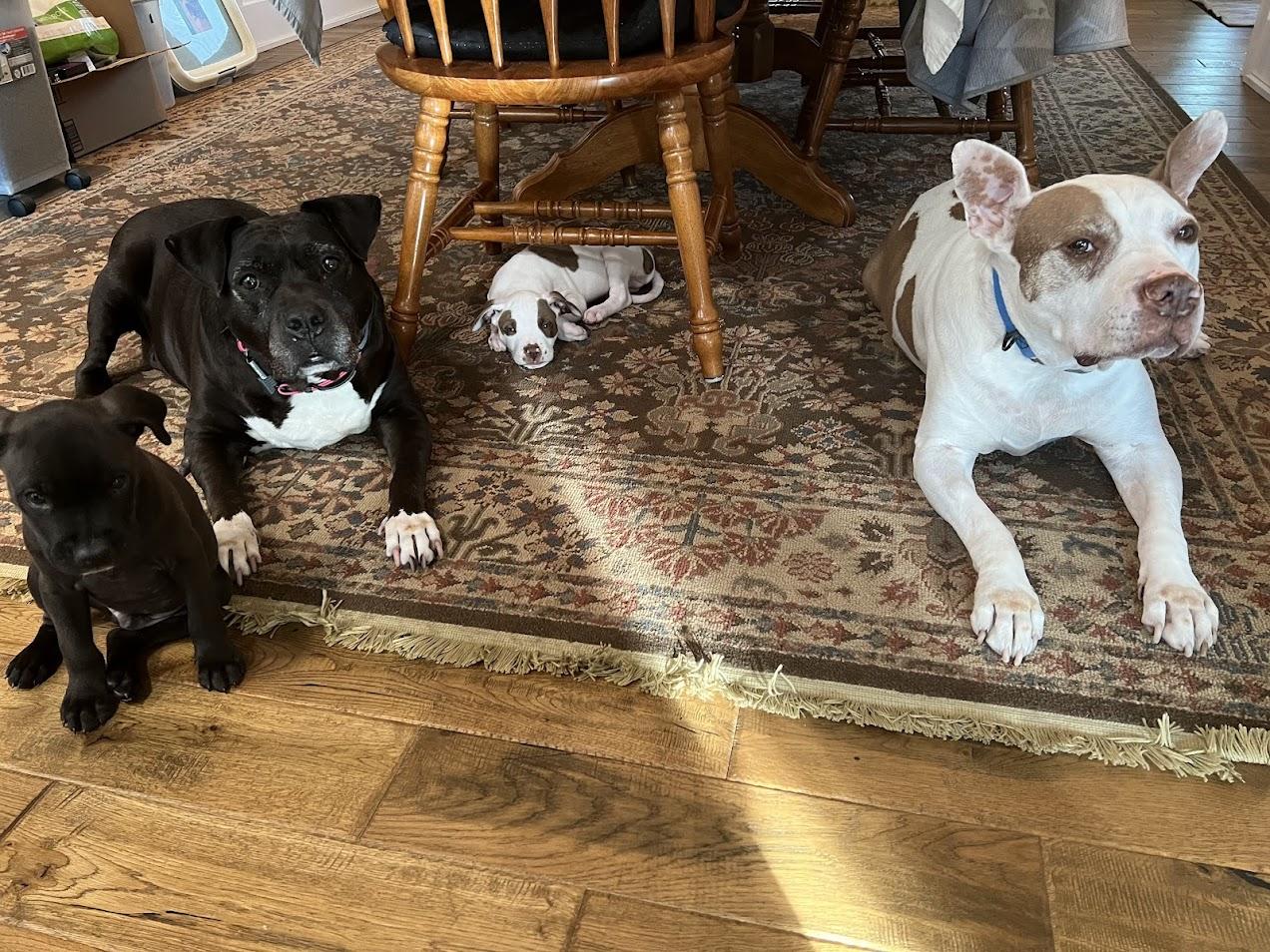 Lychee, Adoptable, Puppy Male Mixed Breed.