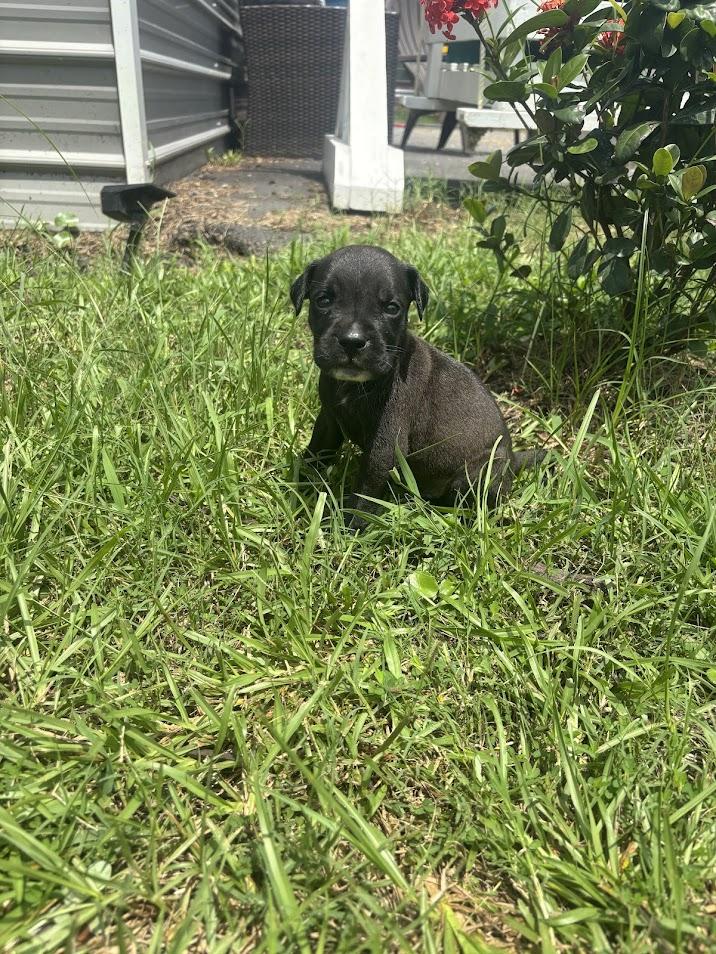 Lychee, a Adoptable mixed breed in North Charleston, SC image 6/6