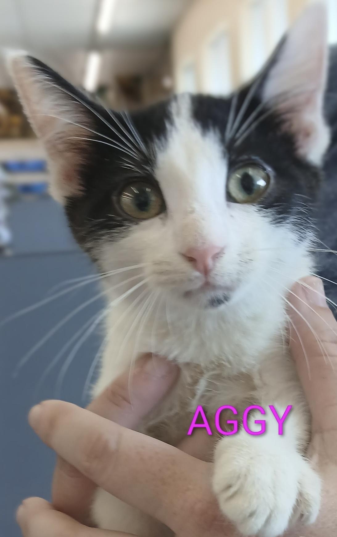 Enlarge Aggy - The A Squad - Female, a Adopted Domestic Short Hair in Moline, IL image 1/1