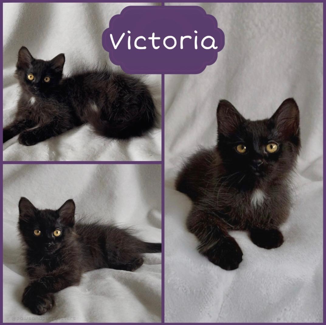 Enlarge Victoria, an adopted Domestic Short Hair in Oakley, CA image 1/1