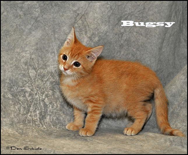 Mikey (Bugsy), a Adoptable Domestic Short Hair in Trexlertown, PA image 1/2