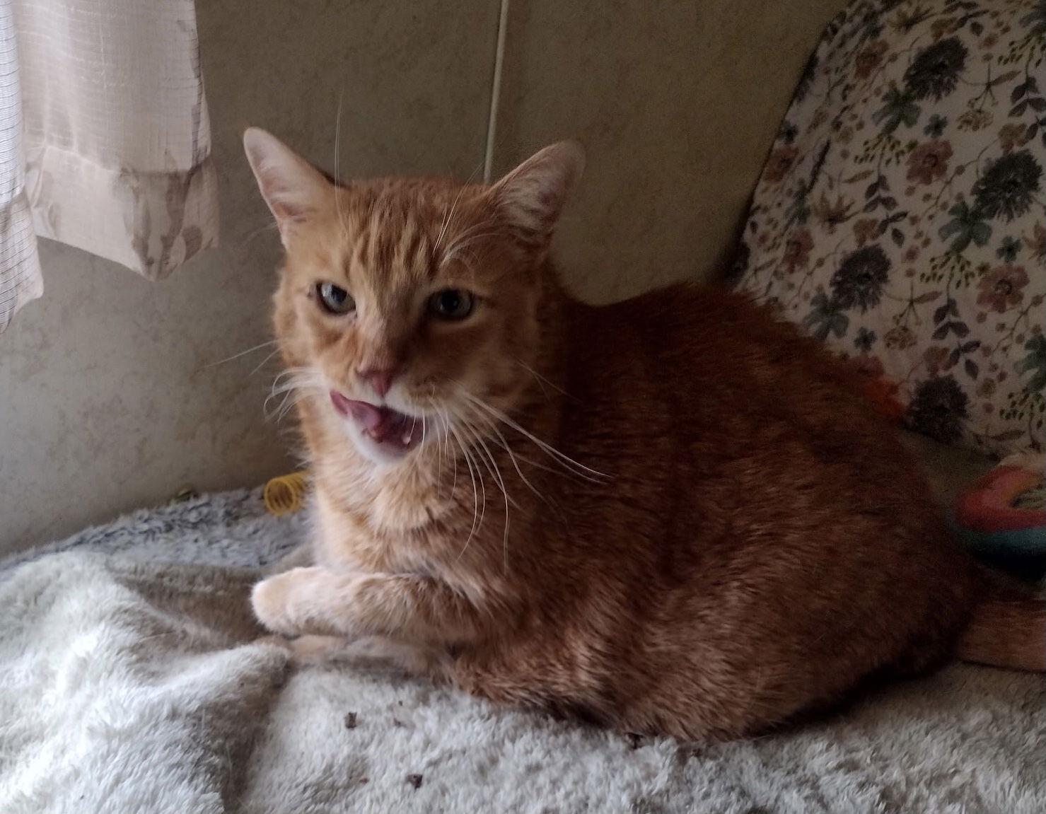 Mikey (Bugsy), a Adoptable Domestic Short Hair in Trexlertown, PA image 2/2