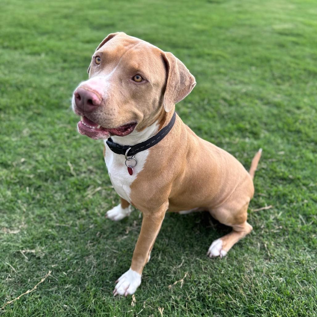 Oliver, Adoptable, Adult Male Pit Bull Terrier & Mixed Breed.