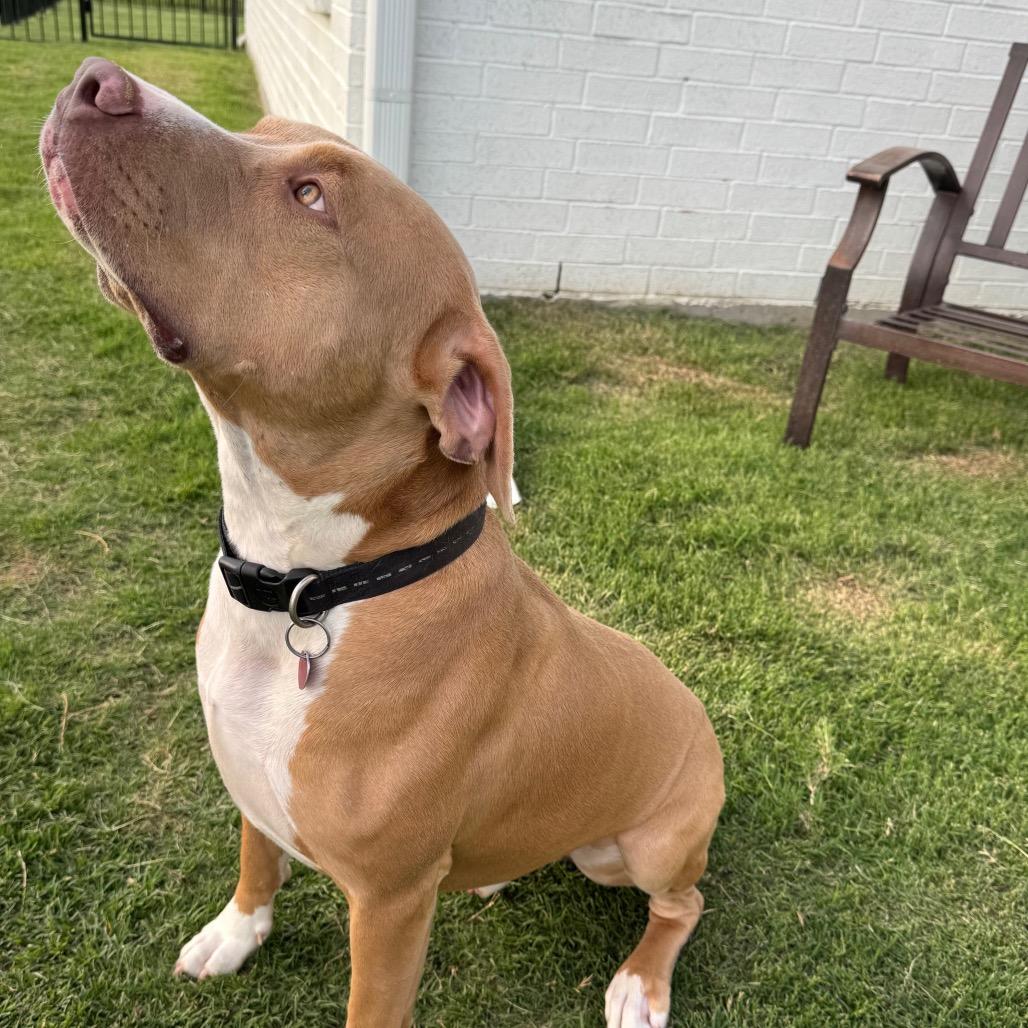 Enlarge Oliver, a Adoptable mixed breed in Dallas, TX image 2/6