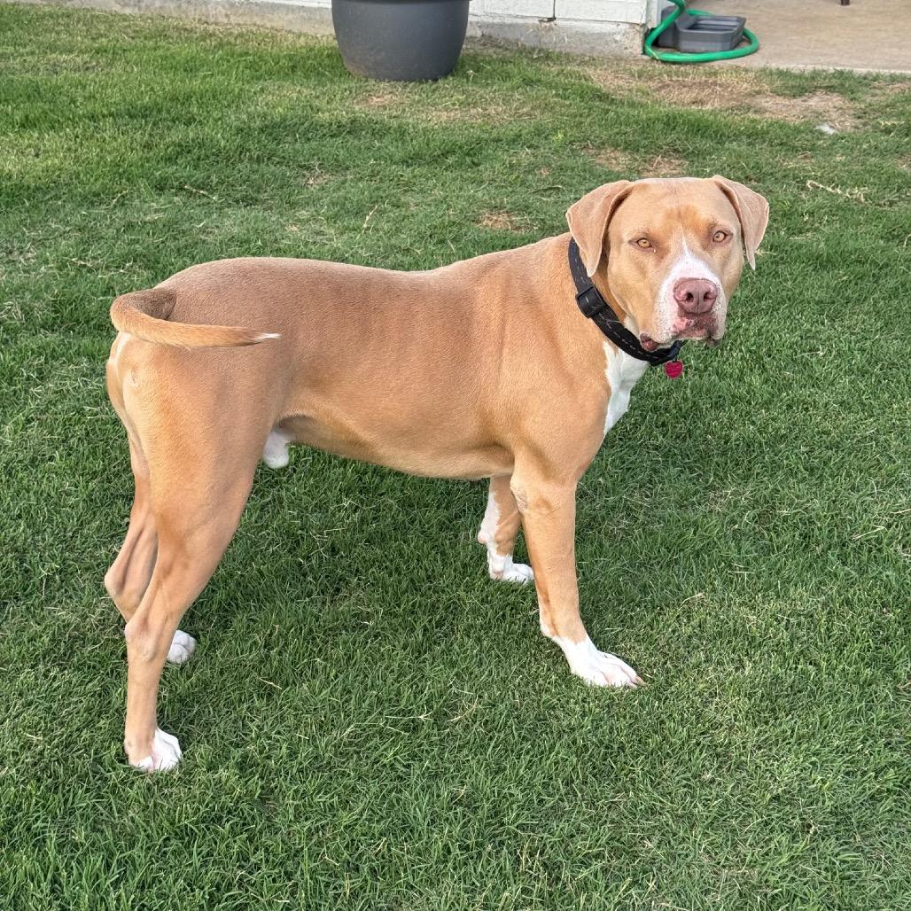 Enlarge Oliver, a Adoptable mixed breed in Dallas, TX image 3/6