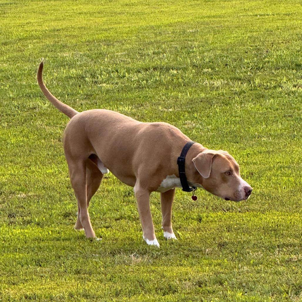 Enlarge Oliver, a Adoptable mixed breed in Dallas, TX image 4/6