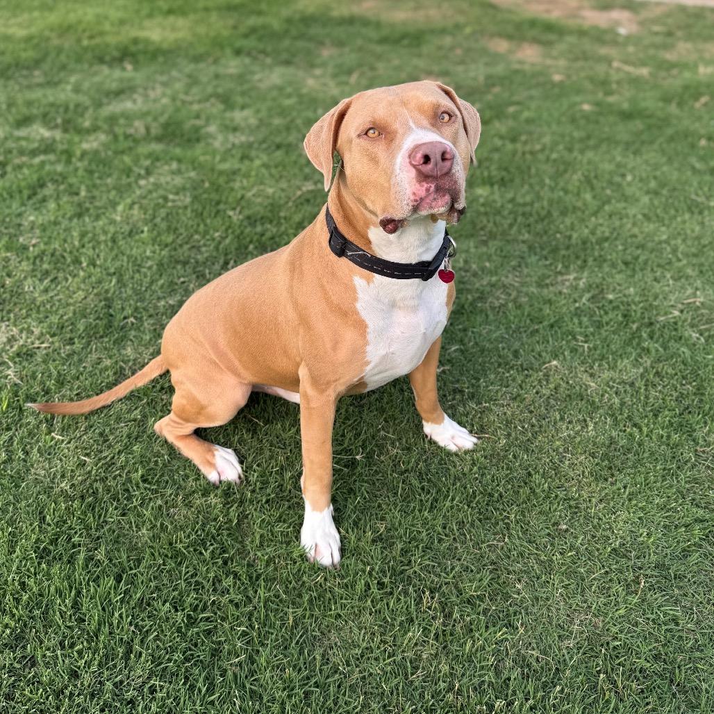 Enlarge Oliver, a Adoptable mixed breed in Dallas, TX image 5/6