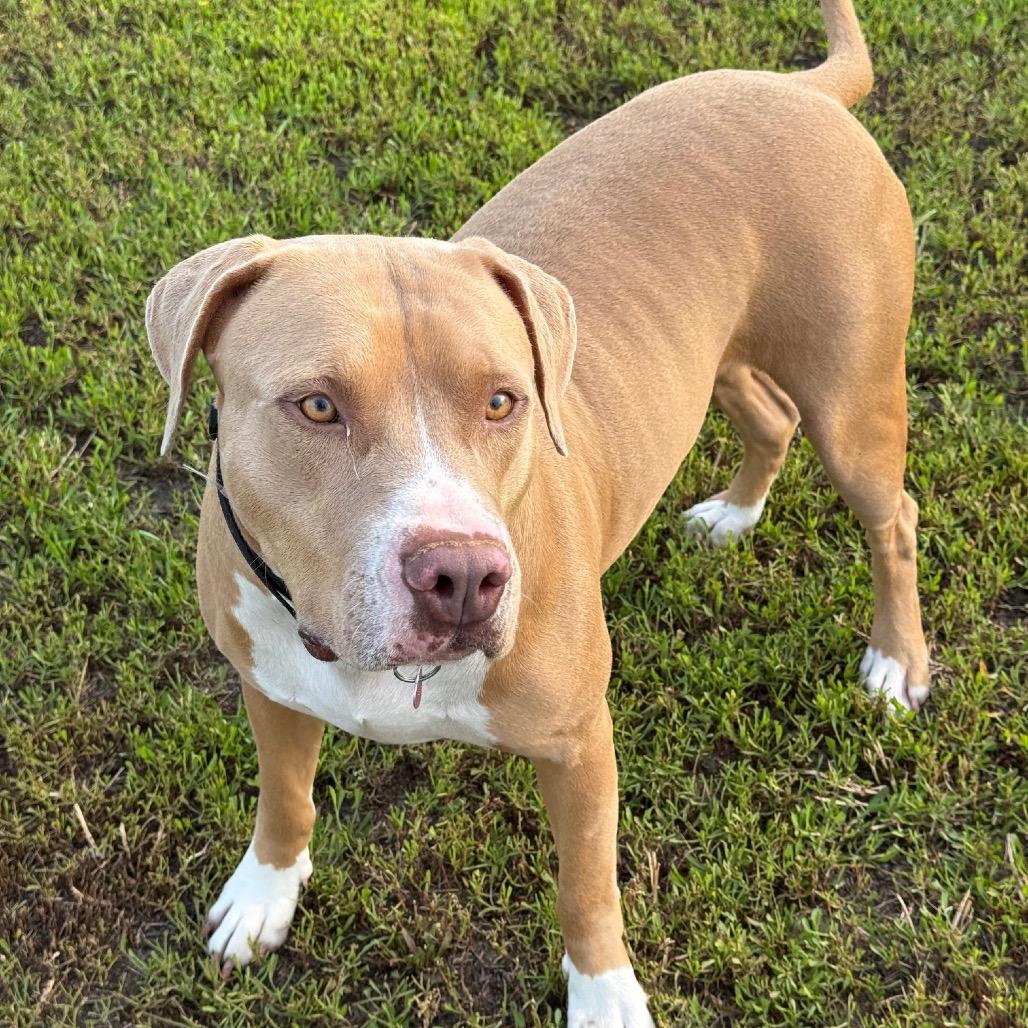 Enlarge Oliver, a Adoptable mixed breed in Dallas, TX image 6/6