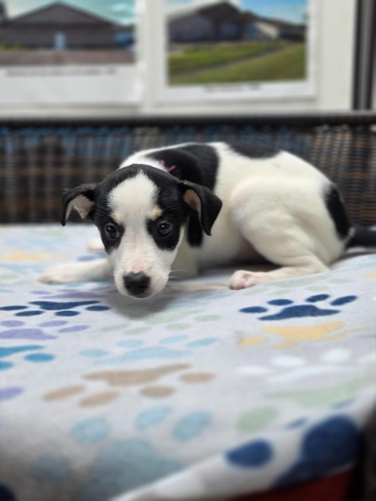 Enlarge Rory, a Adoptable mixed breed in Neillsville, WI image 1/6