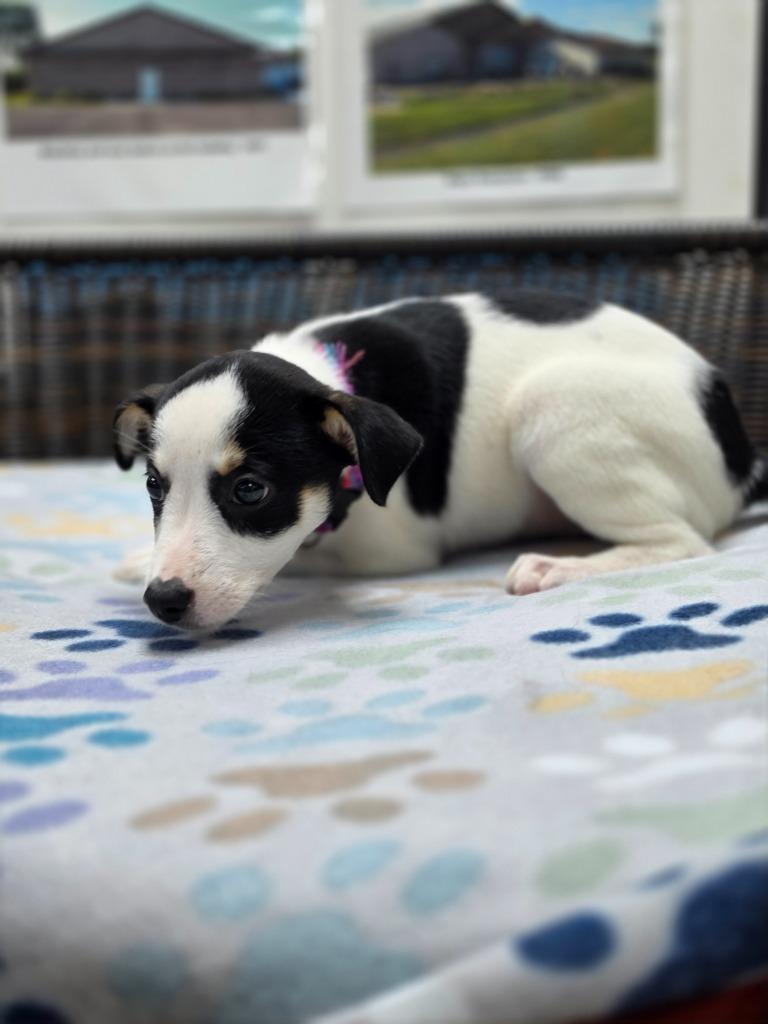 Enlarge Rory, a Adoptable mixed breed in Neillsville, WI image 2/6