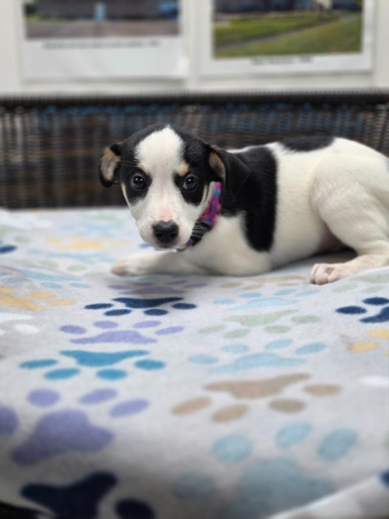 Enlarge Rory, a Adoptable mixed breed in Neillsville, WI image 3/6