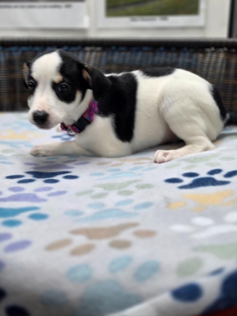 Enlarge Rory, a Adoptable mixed breed in Neillsville, WI image 5/6