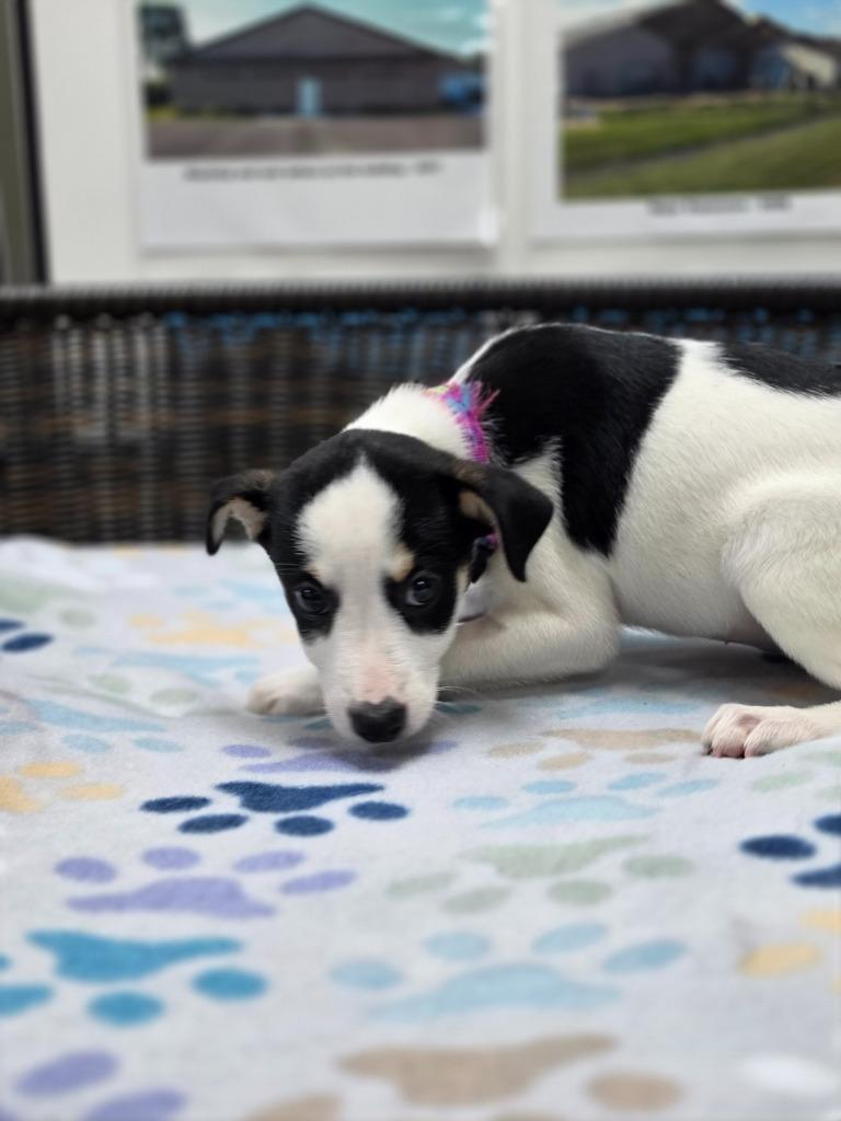 Enlarge Rory, a Adoptable mixed breed in Neillsville, WI image 6/6