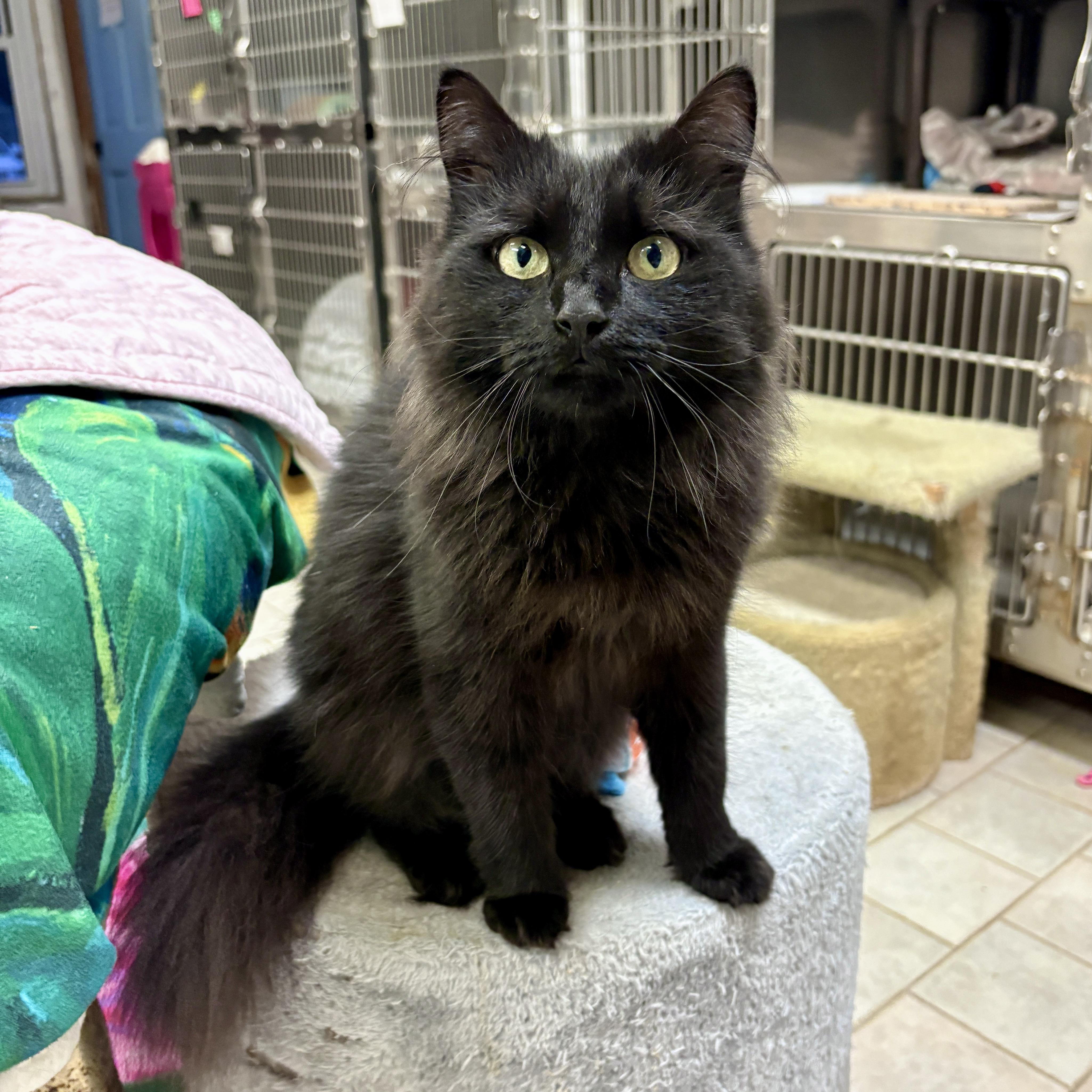 Raven, Adoptable, Young Female Domestic Long Hair.