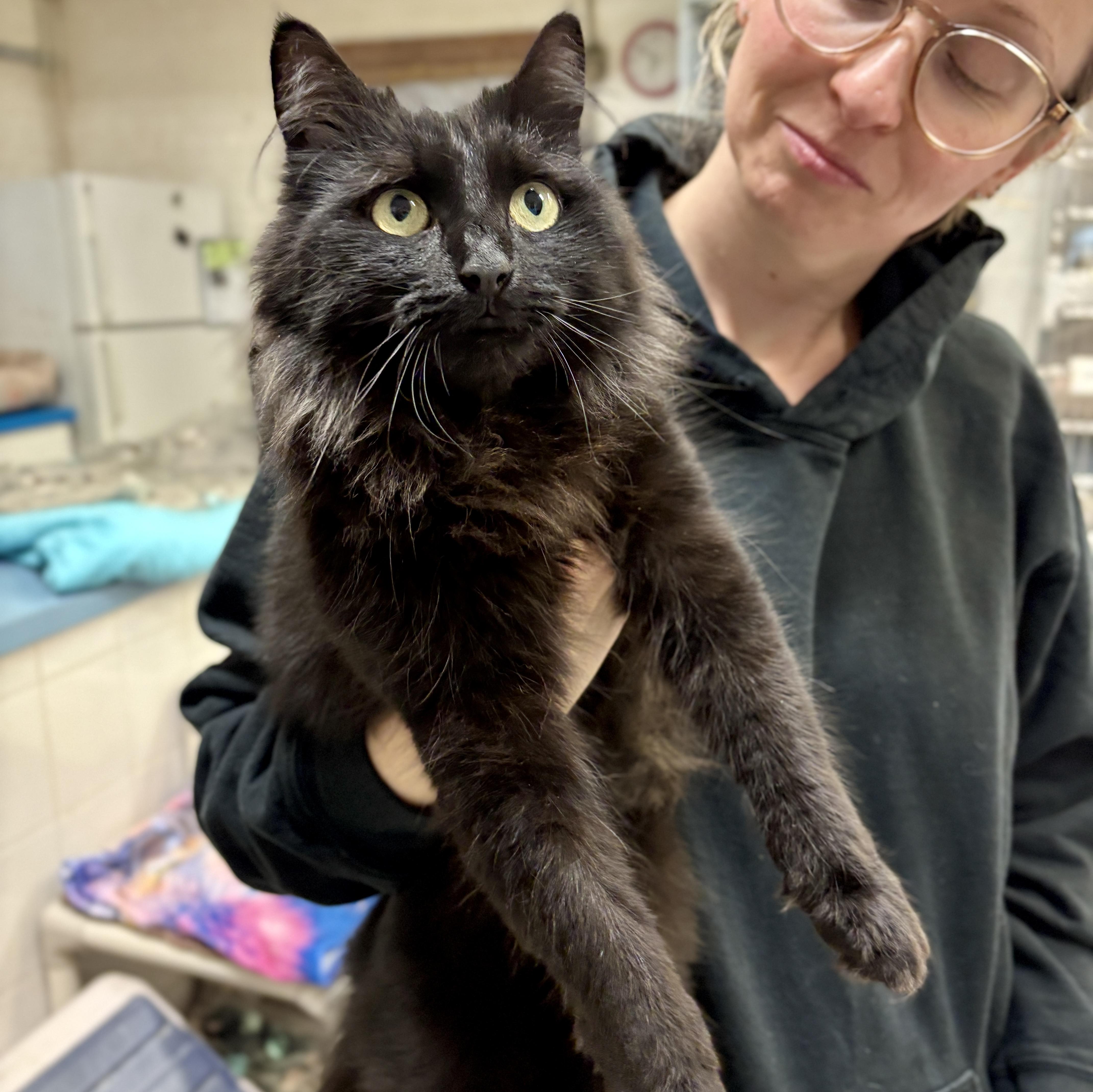 Enlarge Raven, a Adoptable Domestic Long Hair in Beacon, NY image 2/6