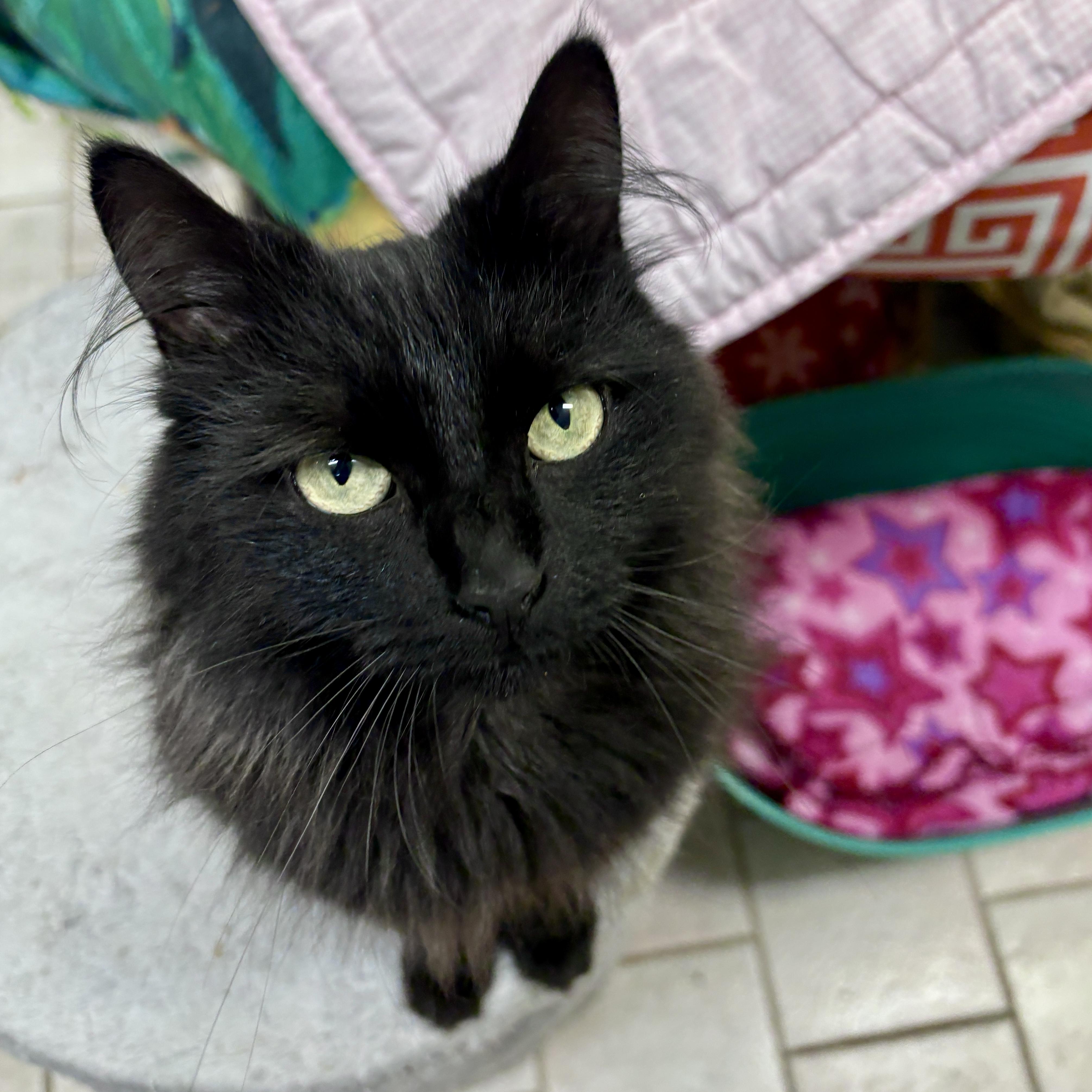 Enlarge Raven, a Adoptable Domestic Long Hair in Beacon, NY image 3/6