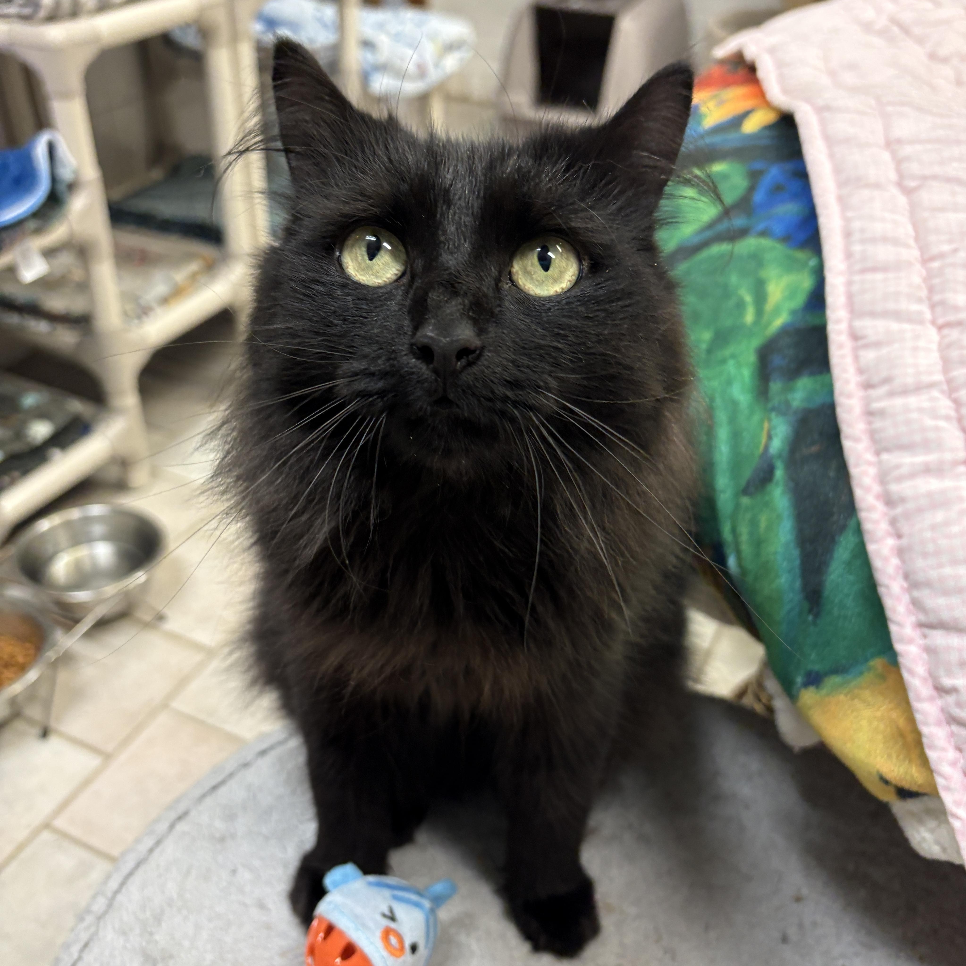 Enlarge Raven, a Adoptable Domestic Long Hair in Beacon, NY image 5/6