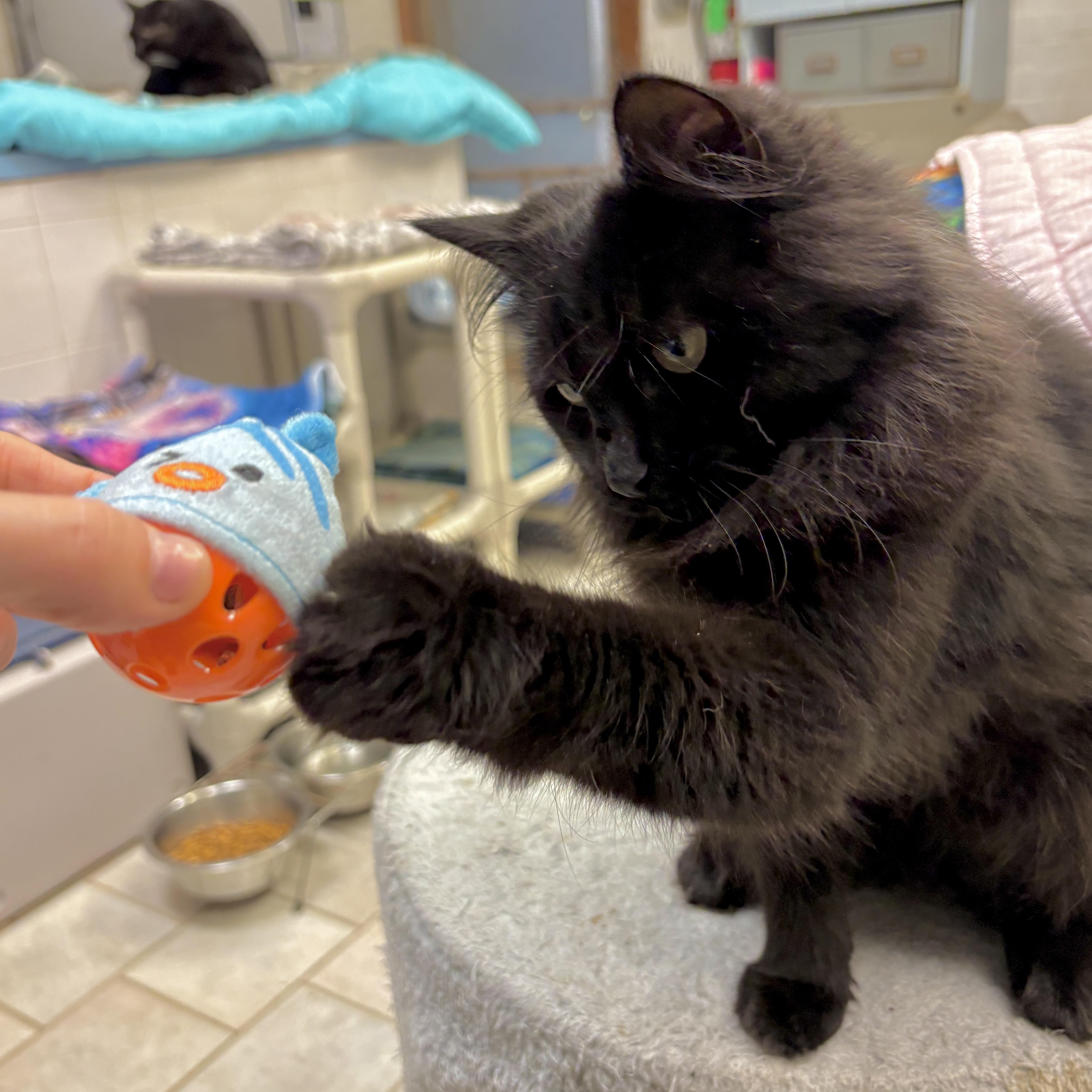 Enlarge Raven, a Adoptable Domestic Long Hair in Beacon, NY image 4/6