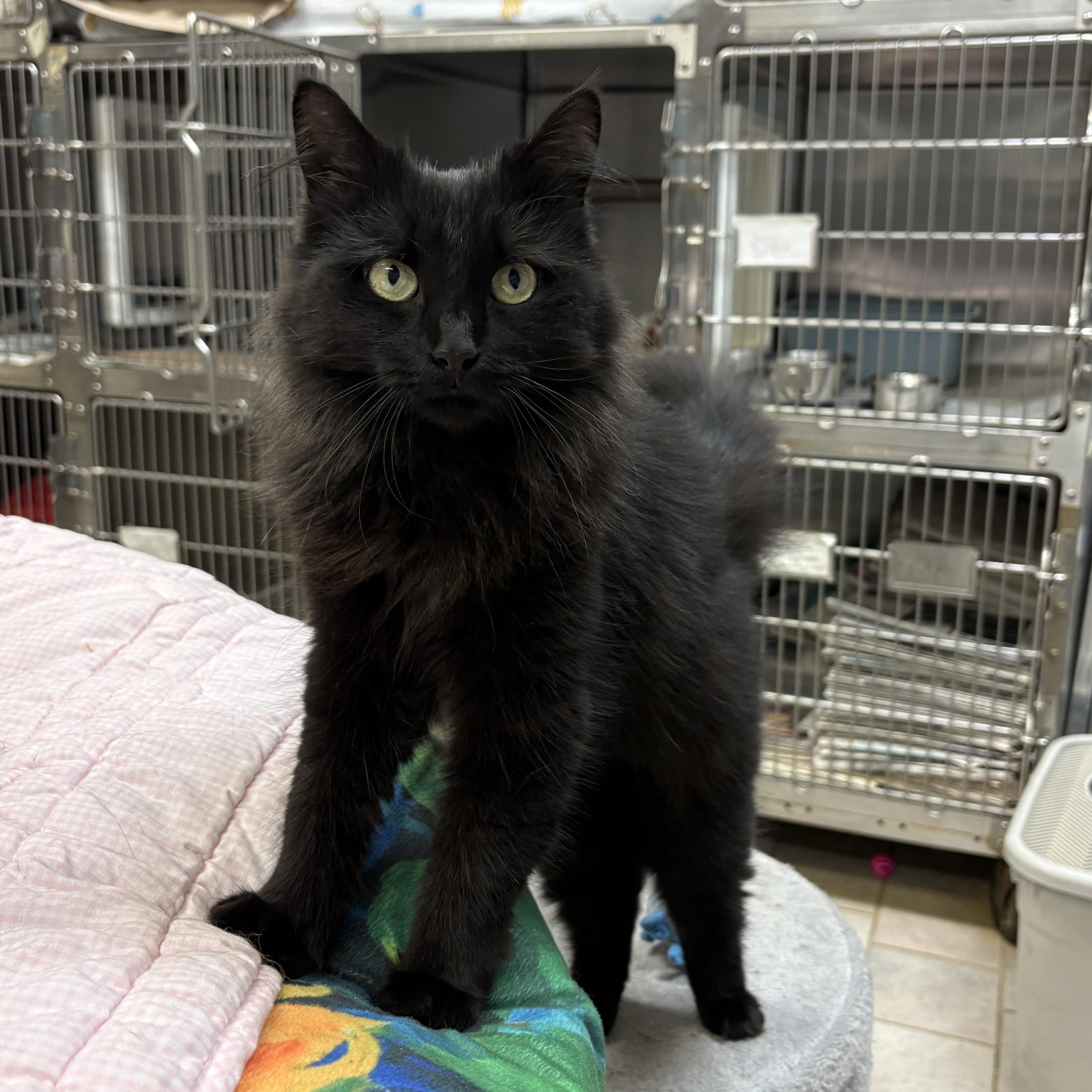 Enlarge Raven, a Adoptable Domestic Long Hair in Beacon, NY image 6/6