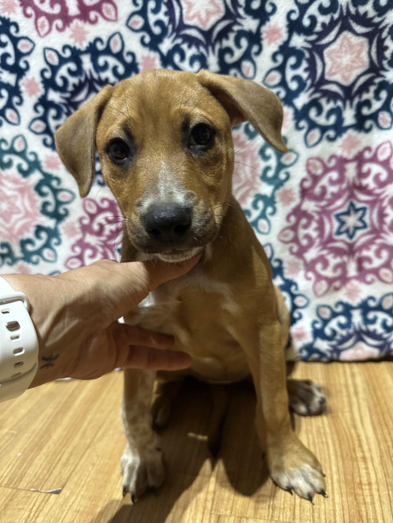 Enlarge Sandy, a Adoptable mixed breed in Ball Ground, GA image 1/3