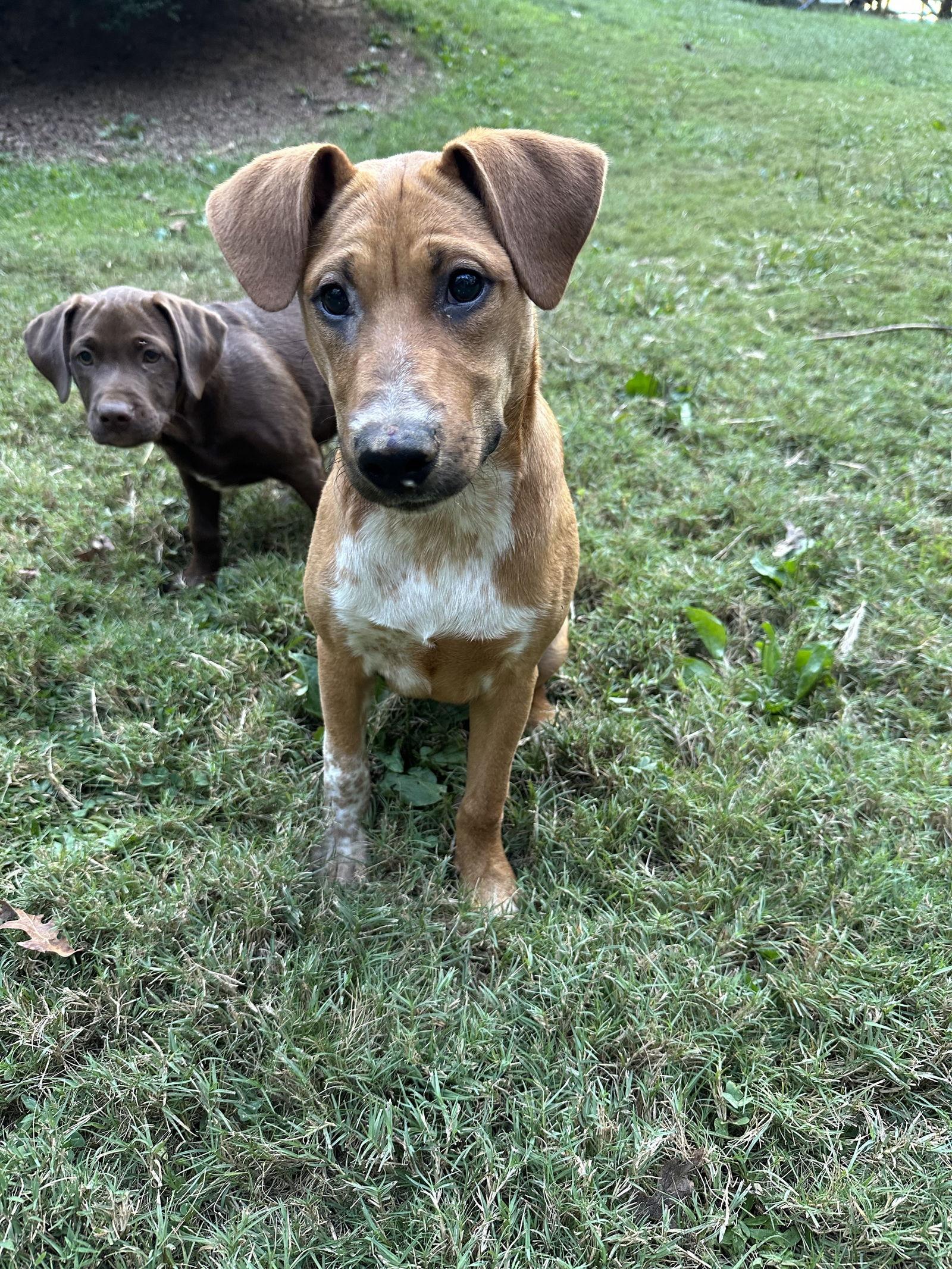 Enlarge Sandy, a Adoptable mixed breed in Ball Ground, GA image 2/3