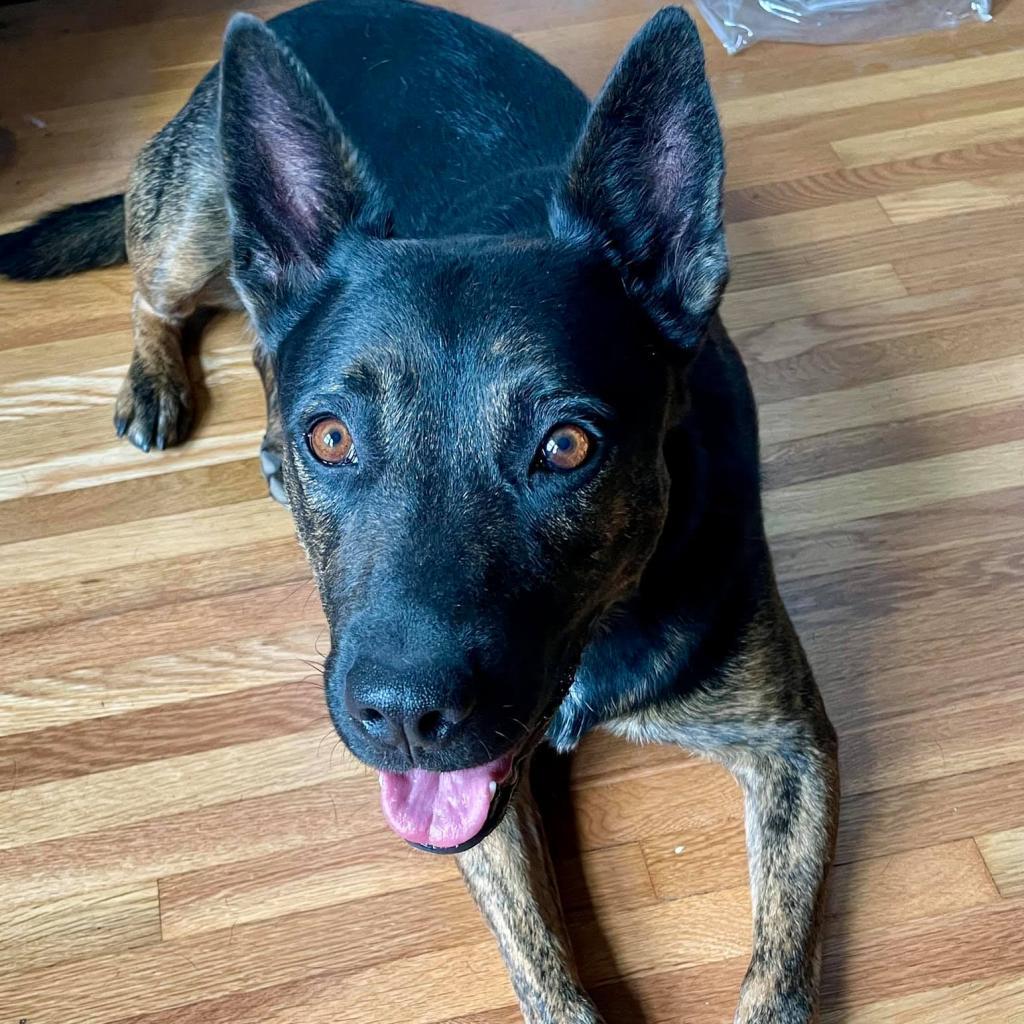 Rizzo — thumbnail 2