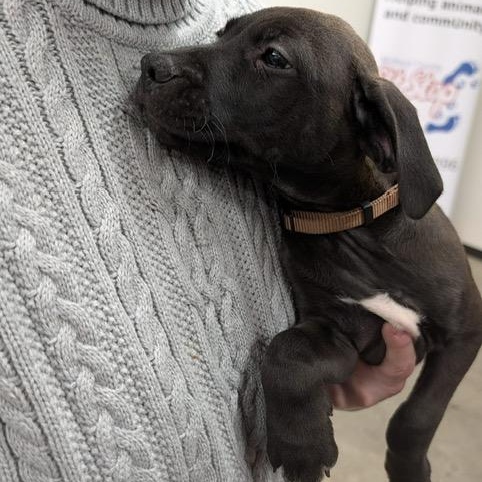 Enlarge Scout (Automotive Icon Puppies), an adopted mixed breed in Midland, MI image 2/3