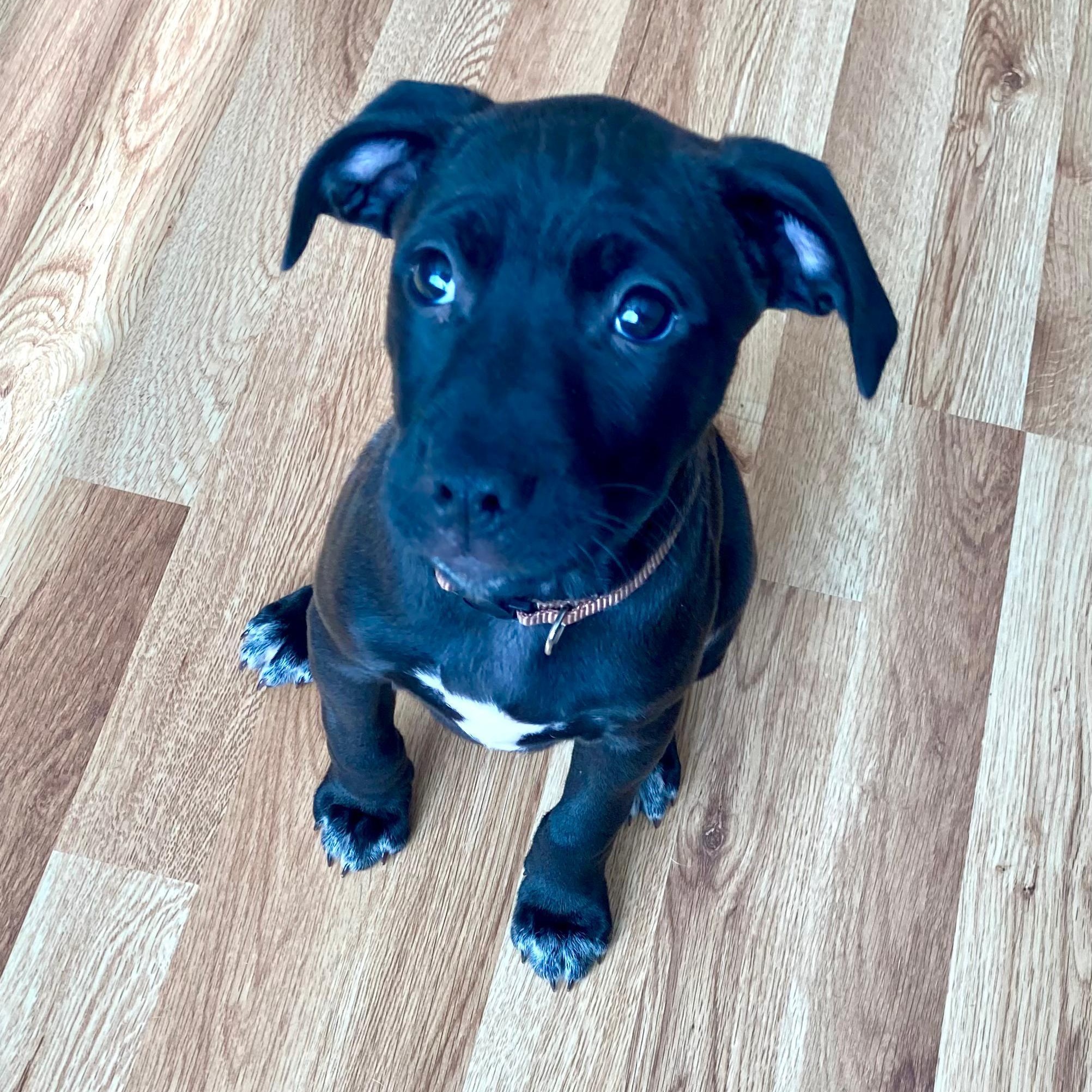 Enlarge Scout (Automotive Icon Puppies), an adopted mixed breed in Midland, MI image 3/3