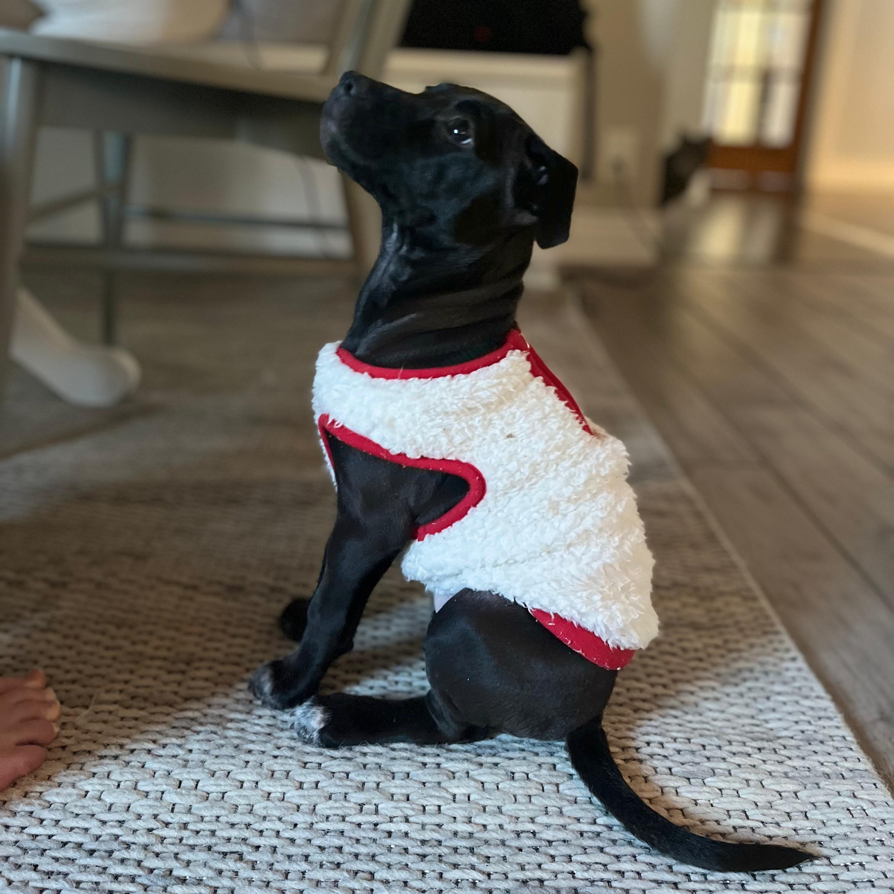 Enlarge Scout (Automotive Icon Puppies), an adopted mixed breed in Midland, MI image 1/3