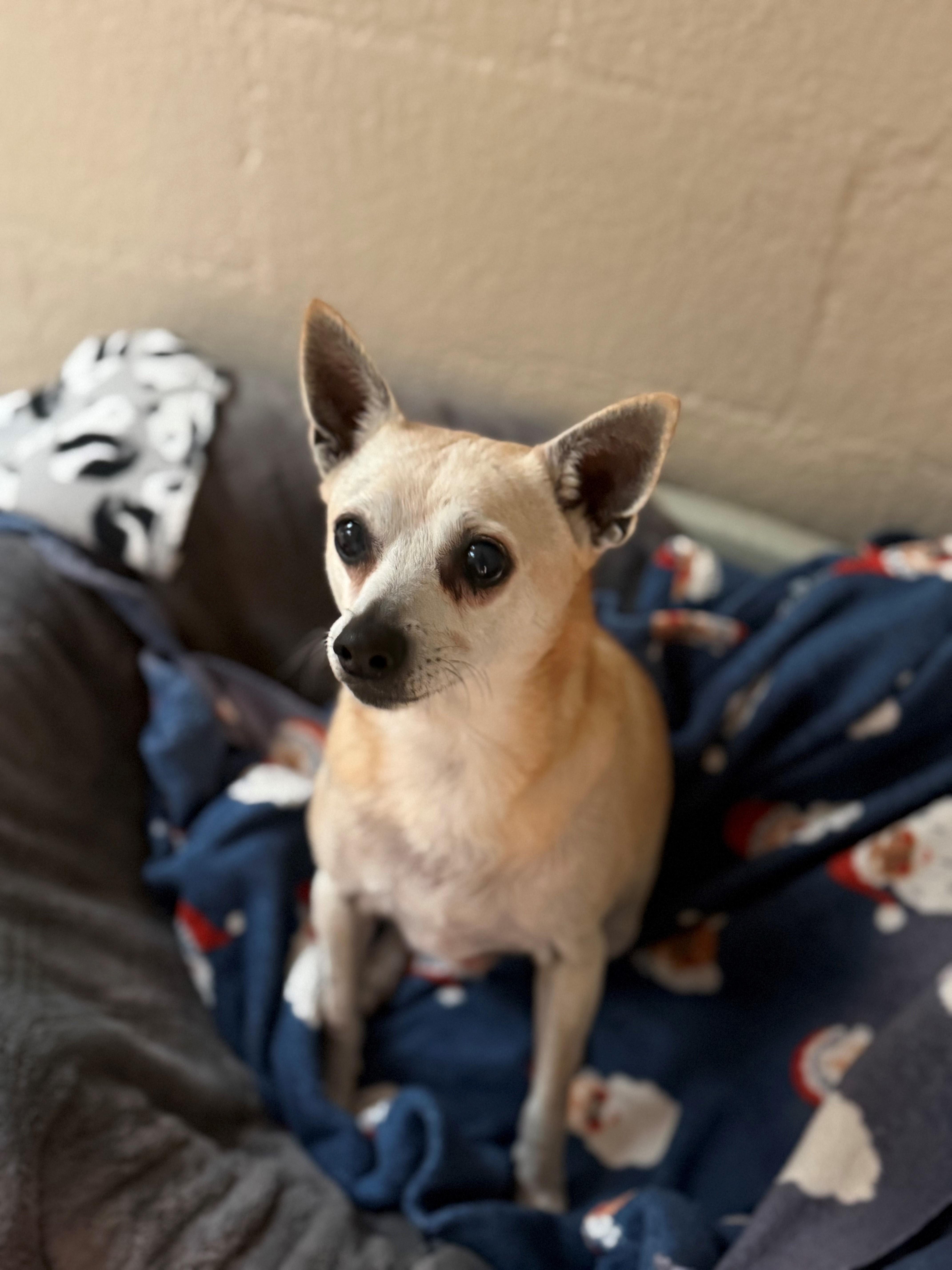Chappi, ADOPTABLE, Adult Male Chihuahua.