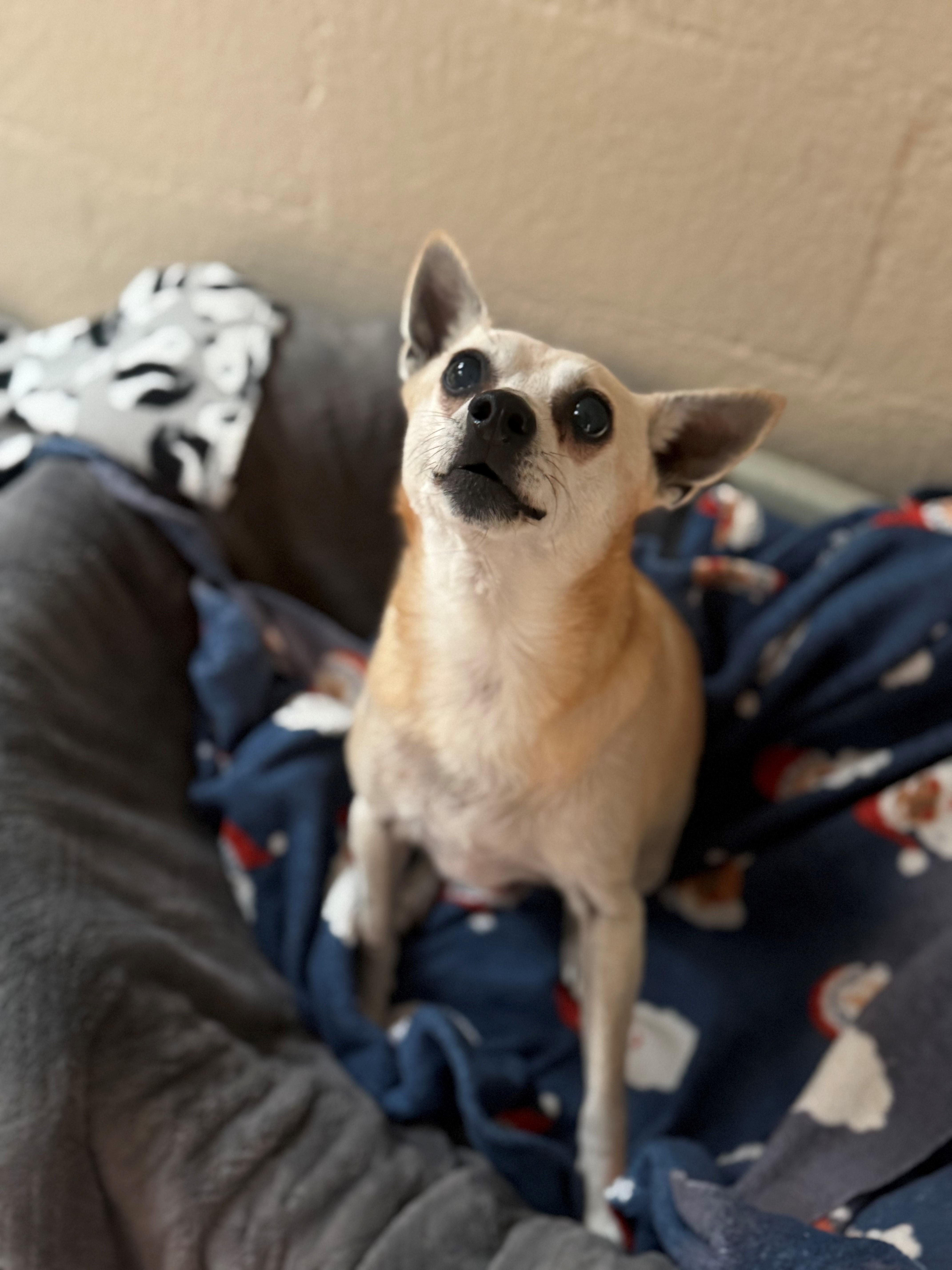 Enlarge Chappi, a ADOPTABLE Chihuahua in Laguna Beach, CA image 2/2