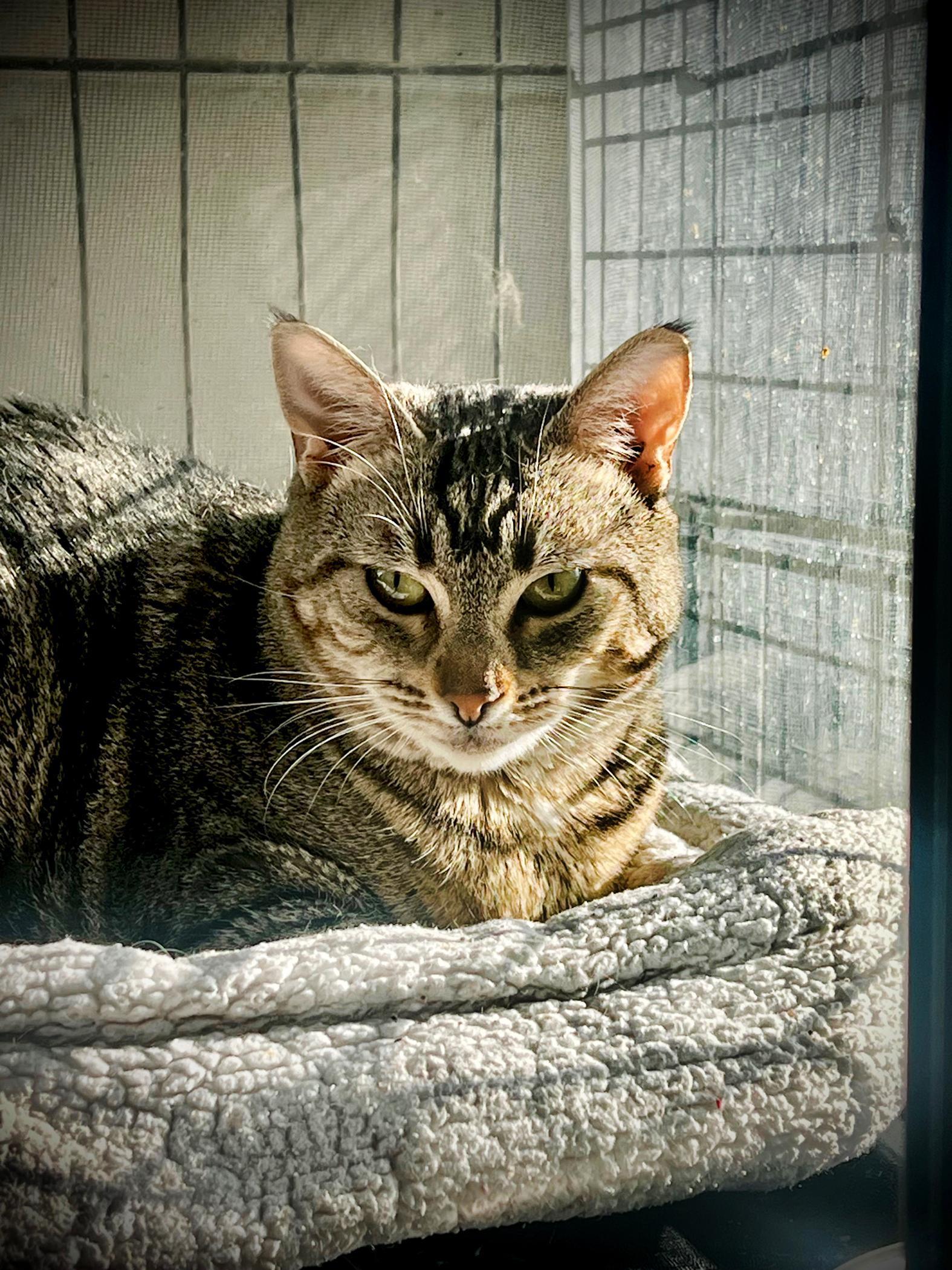 Fancy, Adoptable, Adult Female Domestic Short Hair.