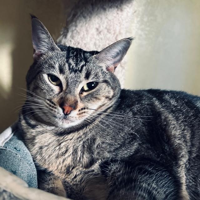 Fancy, a Adoptable mixed breed in Avalon, CA image 2/2