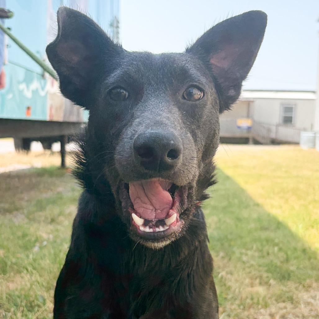 Maddie, Adoptable, Young Female Labrador Retriever & Mixed Breed.