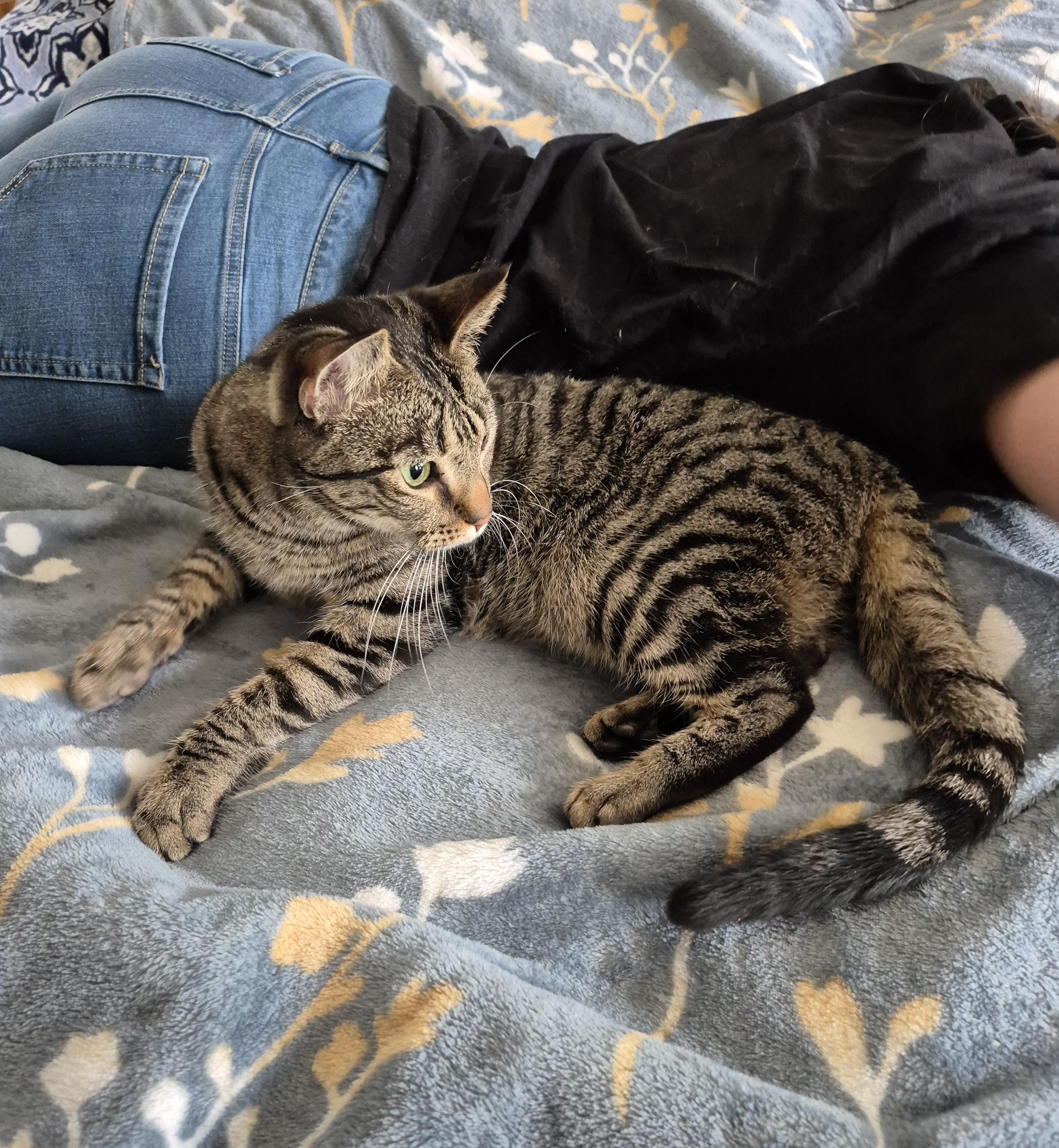 Enlarge Checo, a ADOPTABLE Domestic Short Hair in Charlotte, NC image 4/4