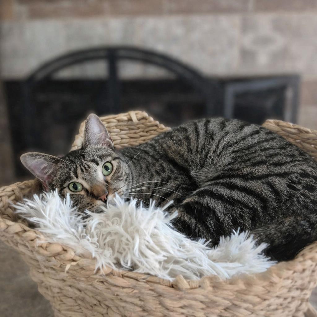 Enlarge Checo, a ADOPTABLE Domestic Short Hair in Charlotte, NC image 4/4
