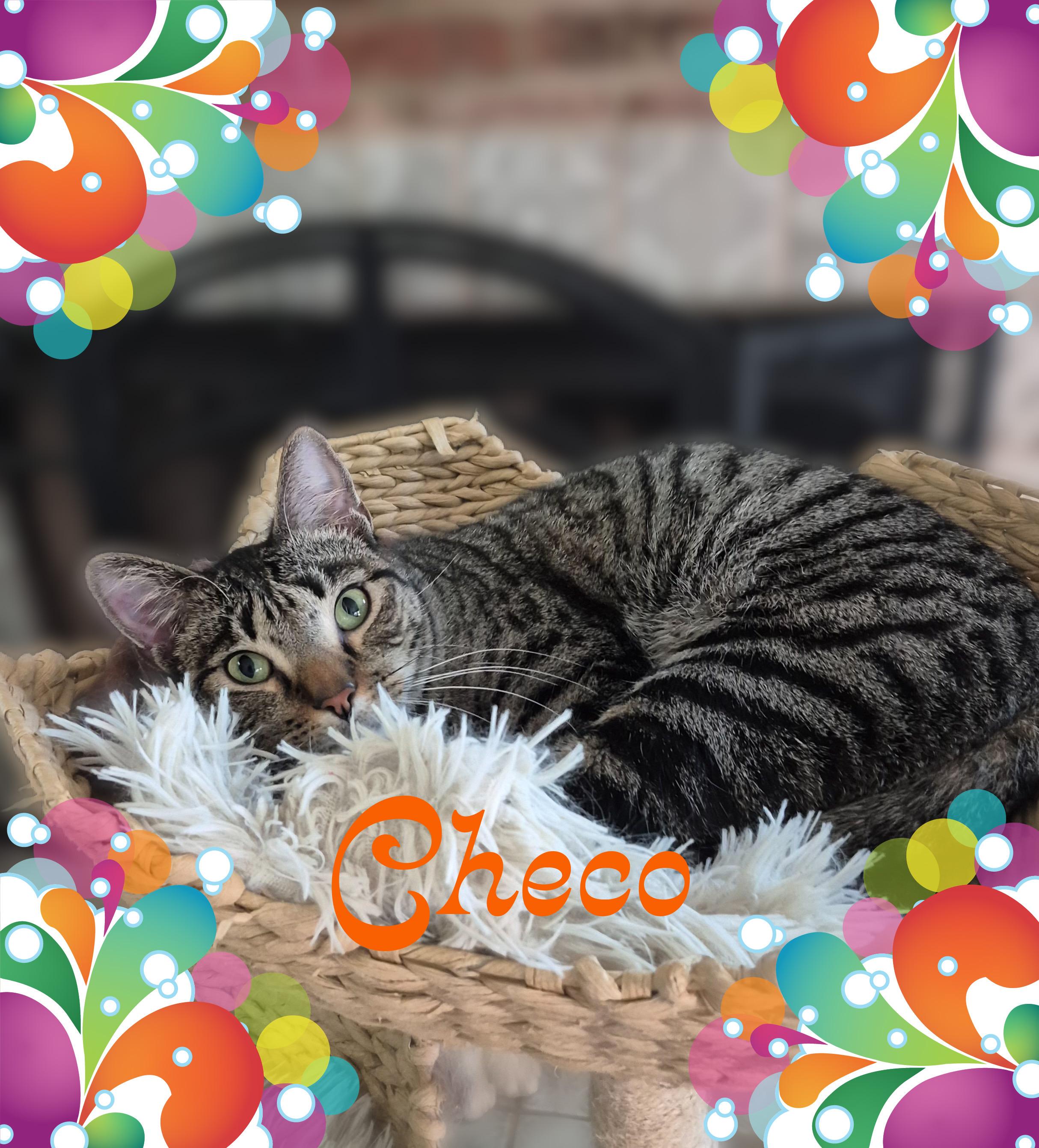 Enlarge Checo, a ADOPTABLE Domestic Short Hair in Charlotte, NC image 1/4